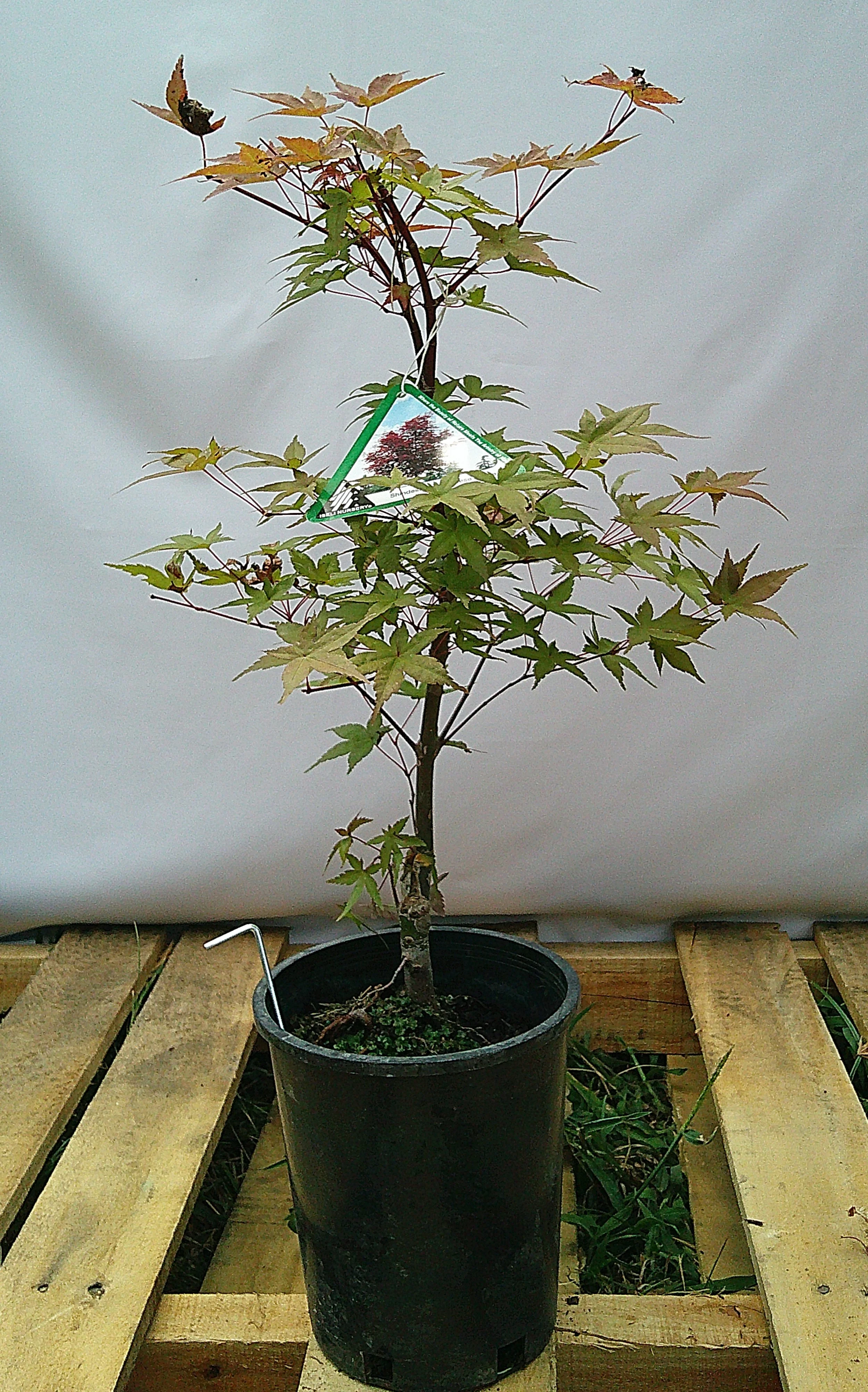 Shin-deshojo Japanese maple JM008 actual tree with Iseli Nursery cultivar tag