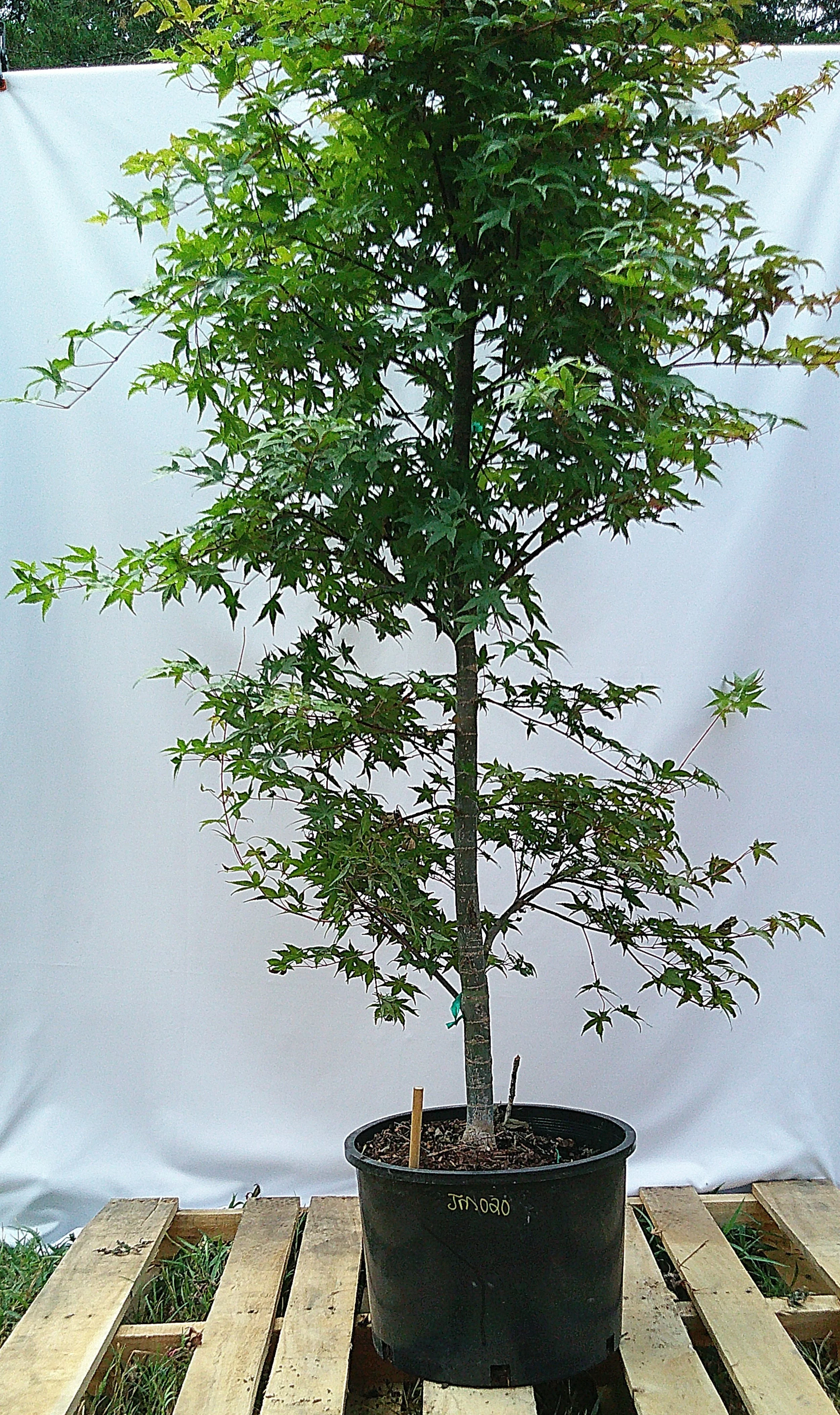 Large 3 gallon Shin Deshojo Japanese maple JM020 showing tall upright growth and established branching