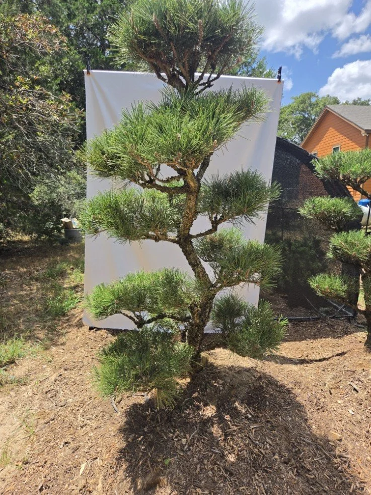 Hakuho Japanese Black Pine specimen tree for sale in Austin Texas with mature trunk and layered branching