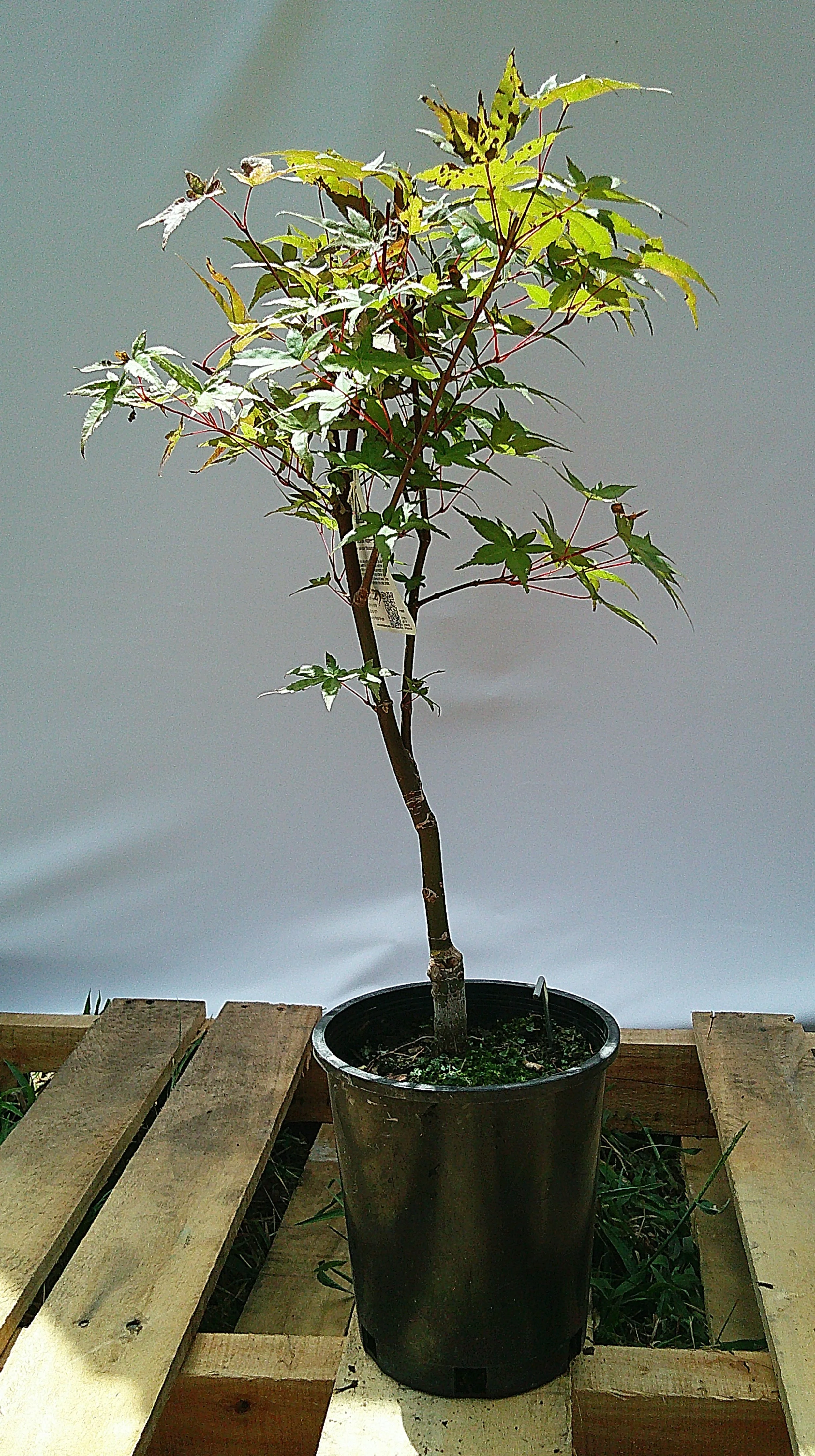 Shin-deshojo Japanese maple JM009 actual tree front view