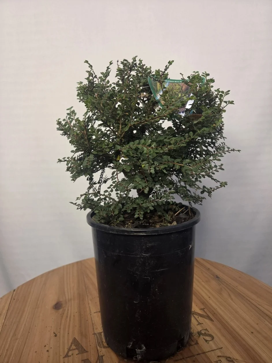 Alternate view of Seiju Chinese elm showing dense branching and its nursery identification tag.