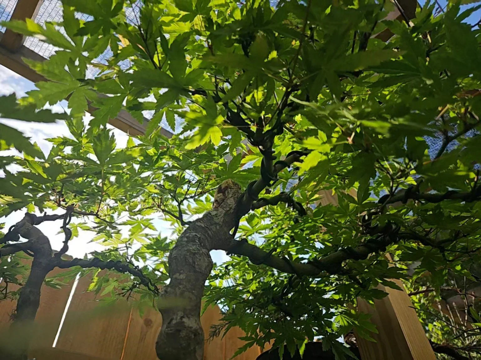 Mature Japanese maple canopy showing established trunk and branch structure.
