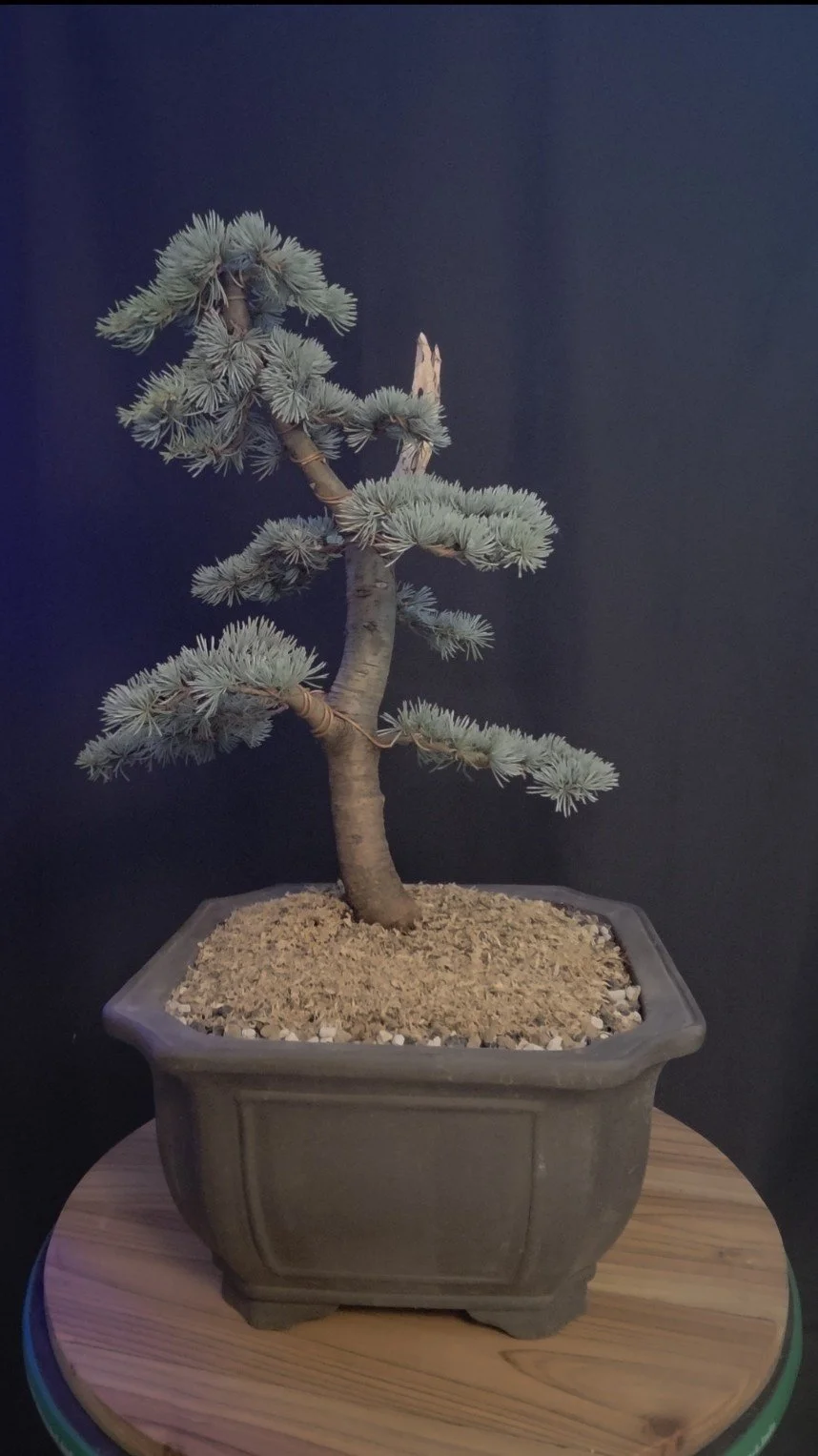 Back view of large Blue Atlas Cedar bonsai showing trunk movement, branch structure and blue-green foliage