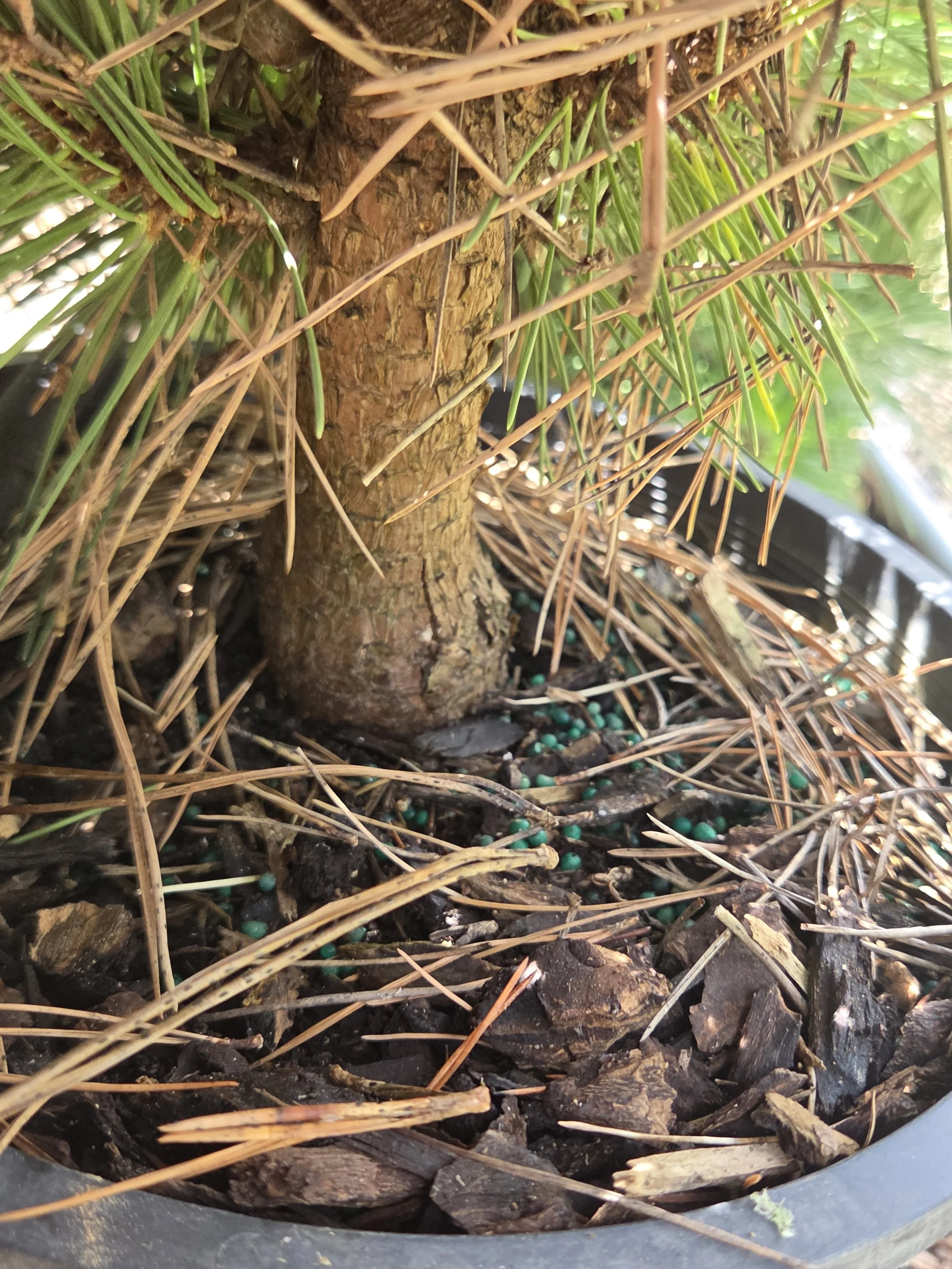 Trunk and branching detail of Pinus thunbergii Thunderhead Japanese Black Pine