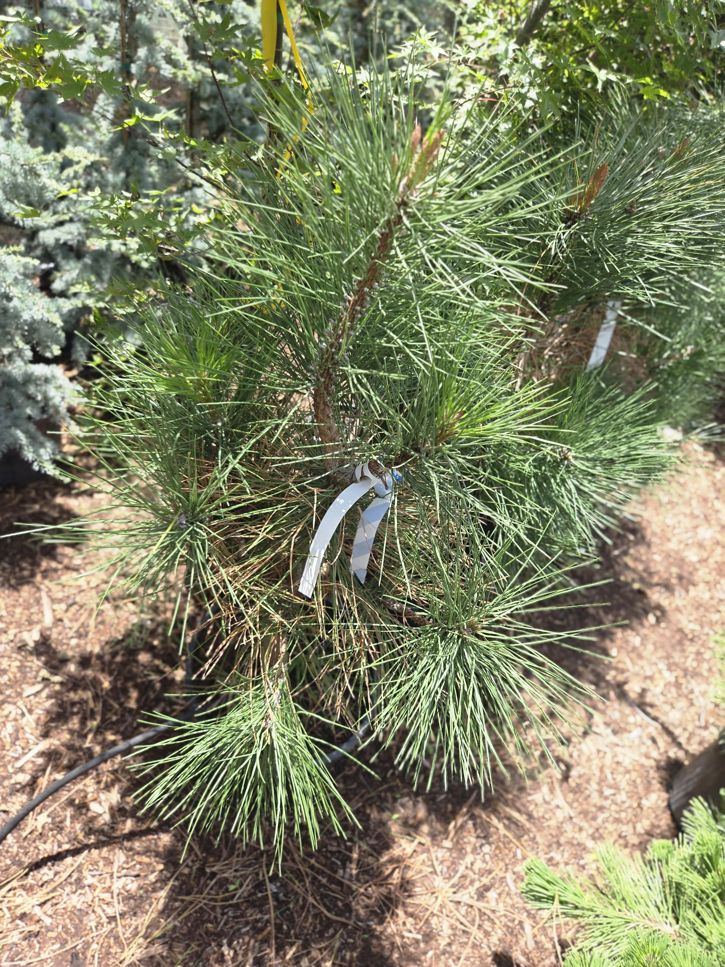6 gallon Ponderosa Pine Pinus ponderosa for sale in Austin Texas