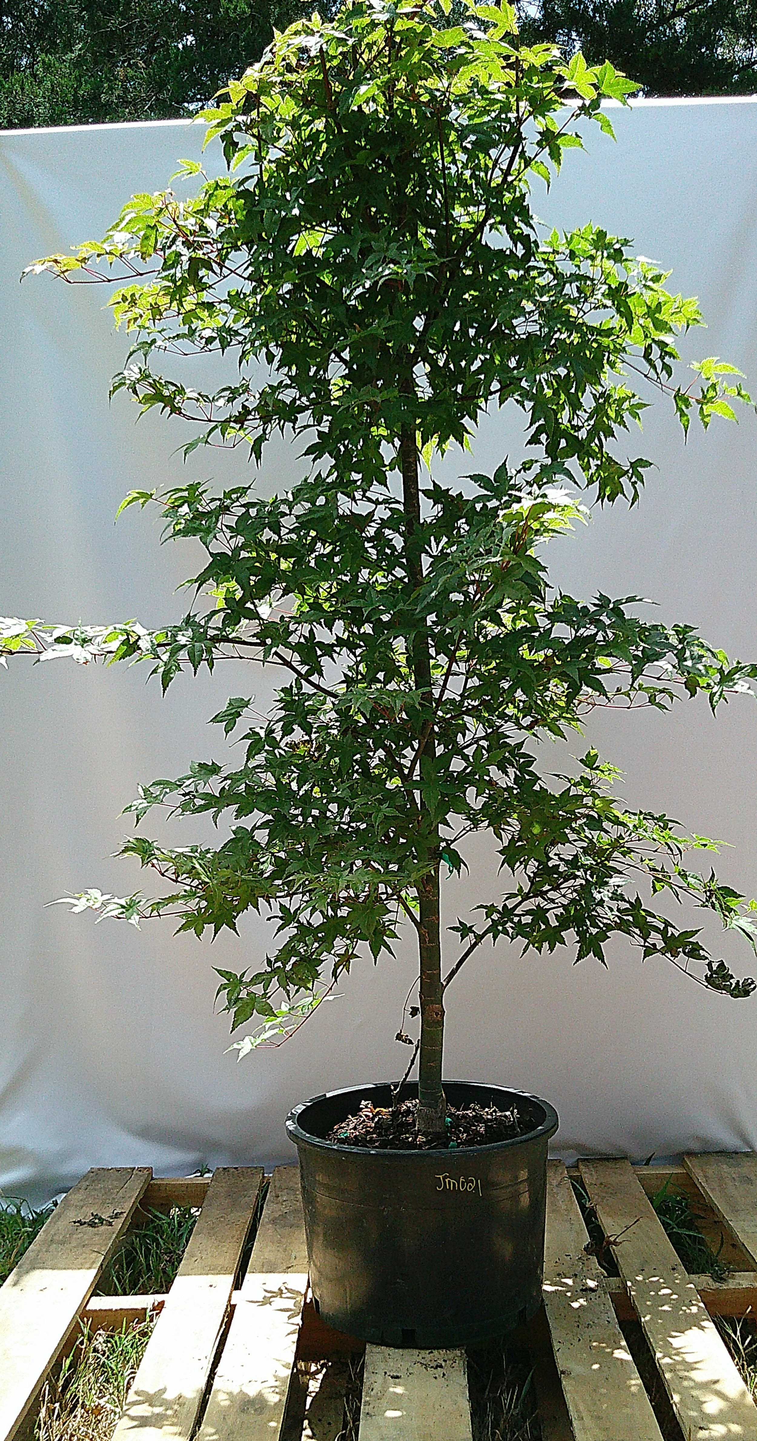 Large 3 gallon Shin Deshojo Japanese maple JM021 with tall upright form and established branching