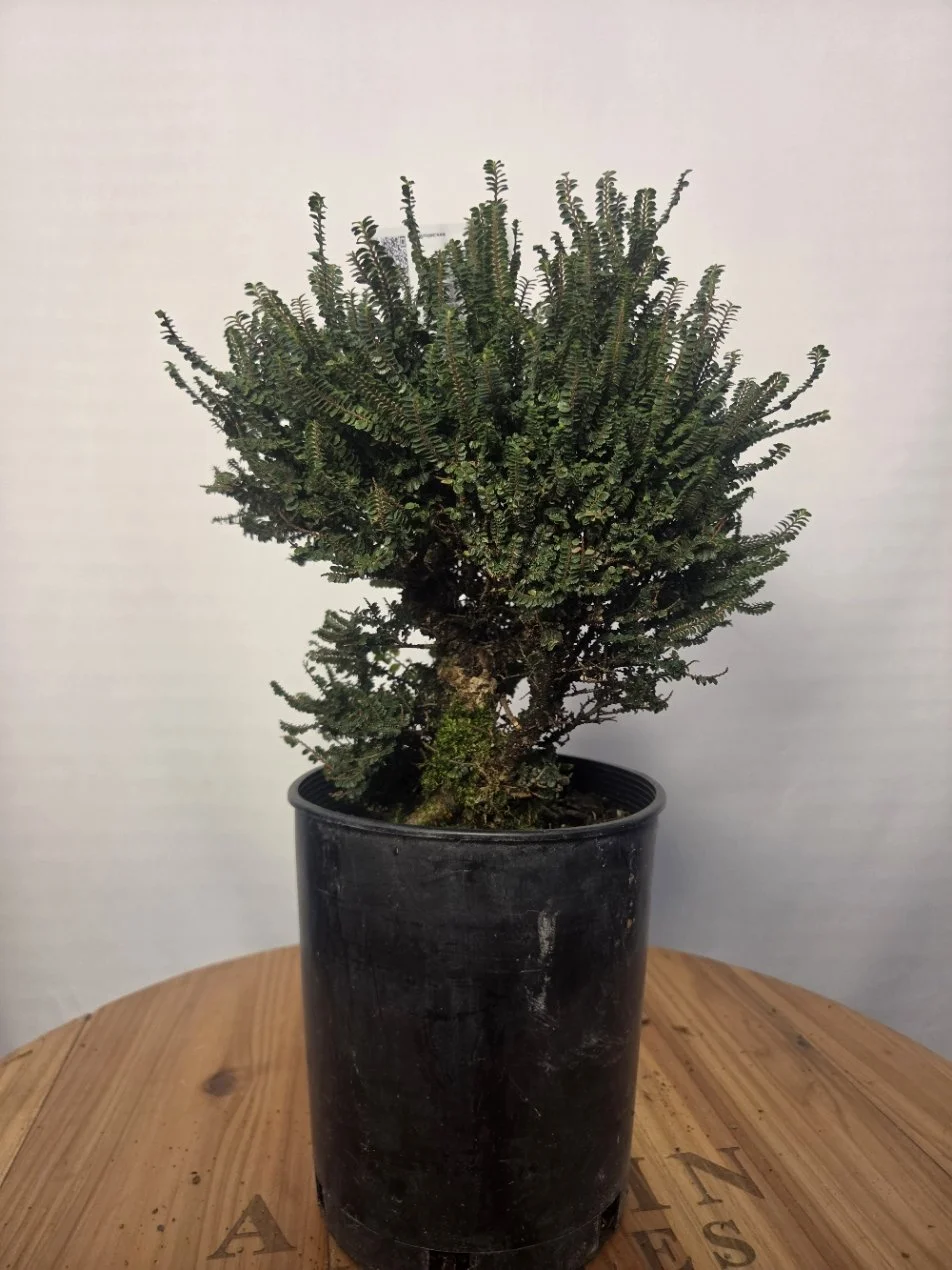 Hokkaido Chinese Elm identification tag beside its miniature green foliage.