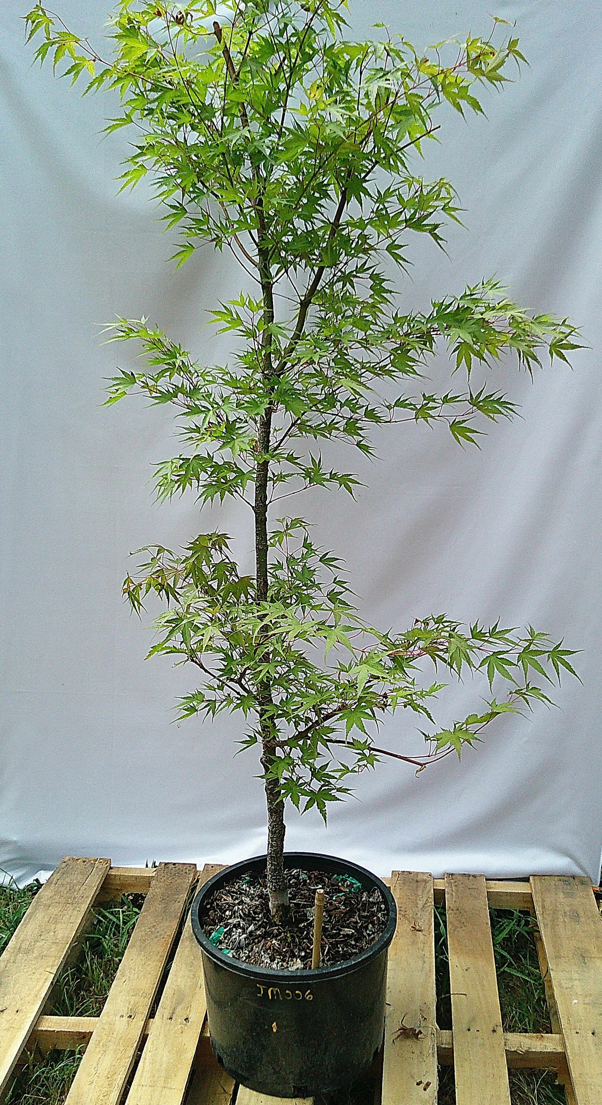 Arakawa rough bark Japanese maple JM006 6 gallon tree for sale in Austin Texas