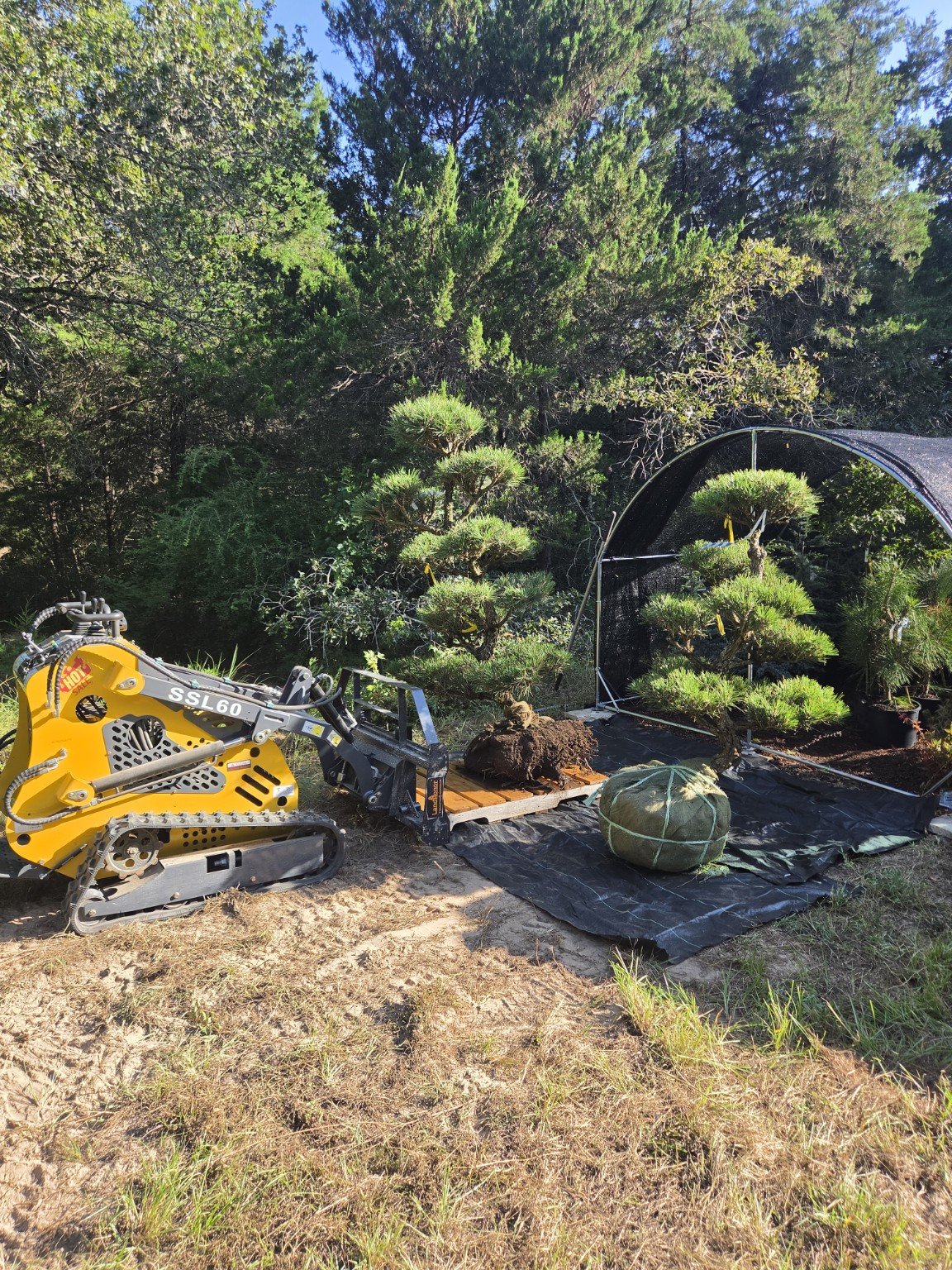 Large Japanese Black Pine specimen trees prepared for delivery and installation in the Austin area.