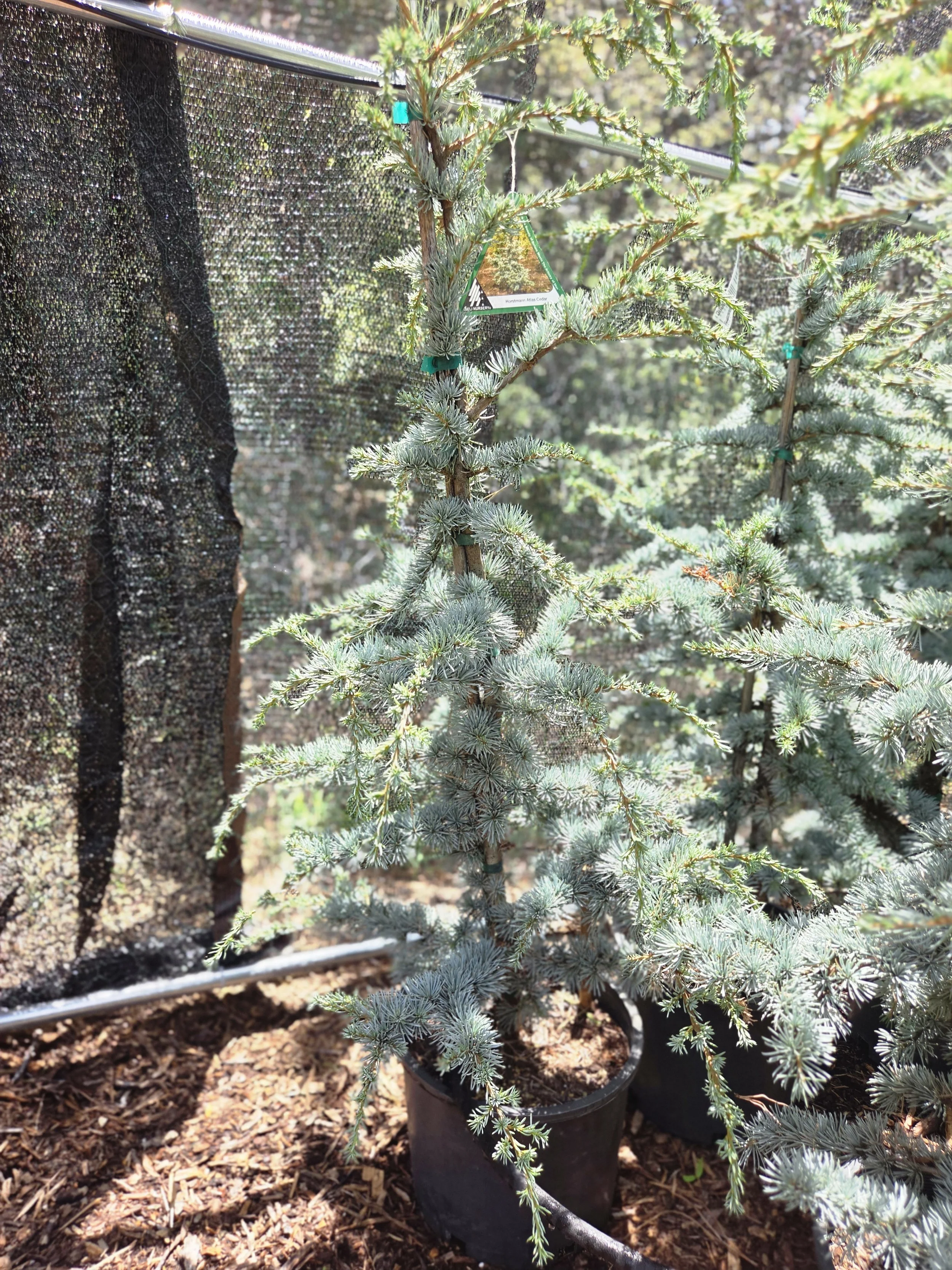 Horstmann Blue Atlas Cedar – Cedrus atlantica ‘Horstmann’ – 3 Gallon