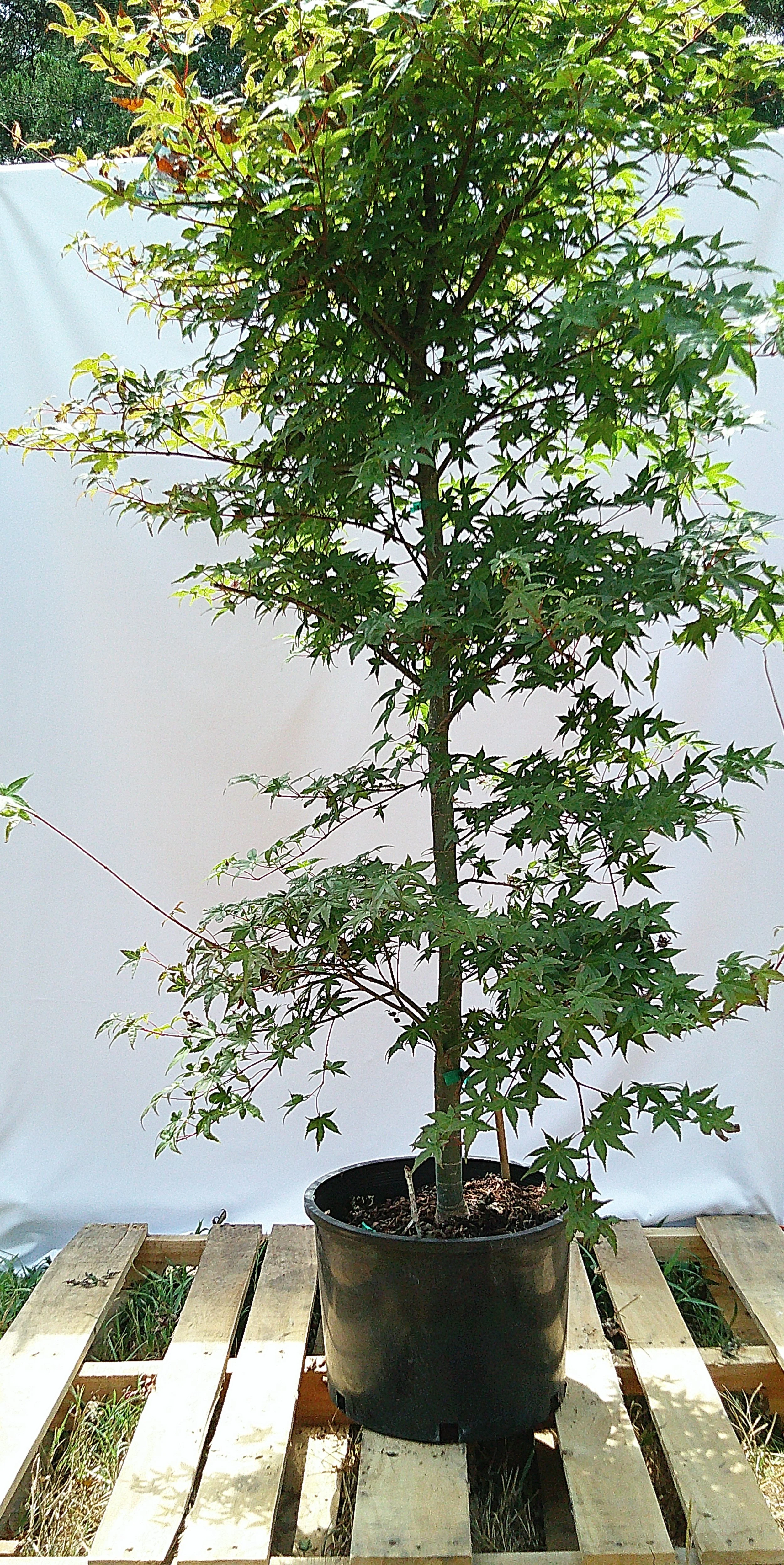 JM020 Shin Deshojo Japanese maple showing developed branching and dense green foliage