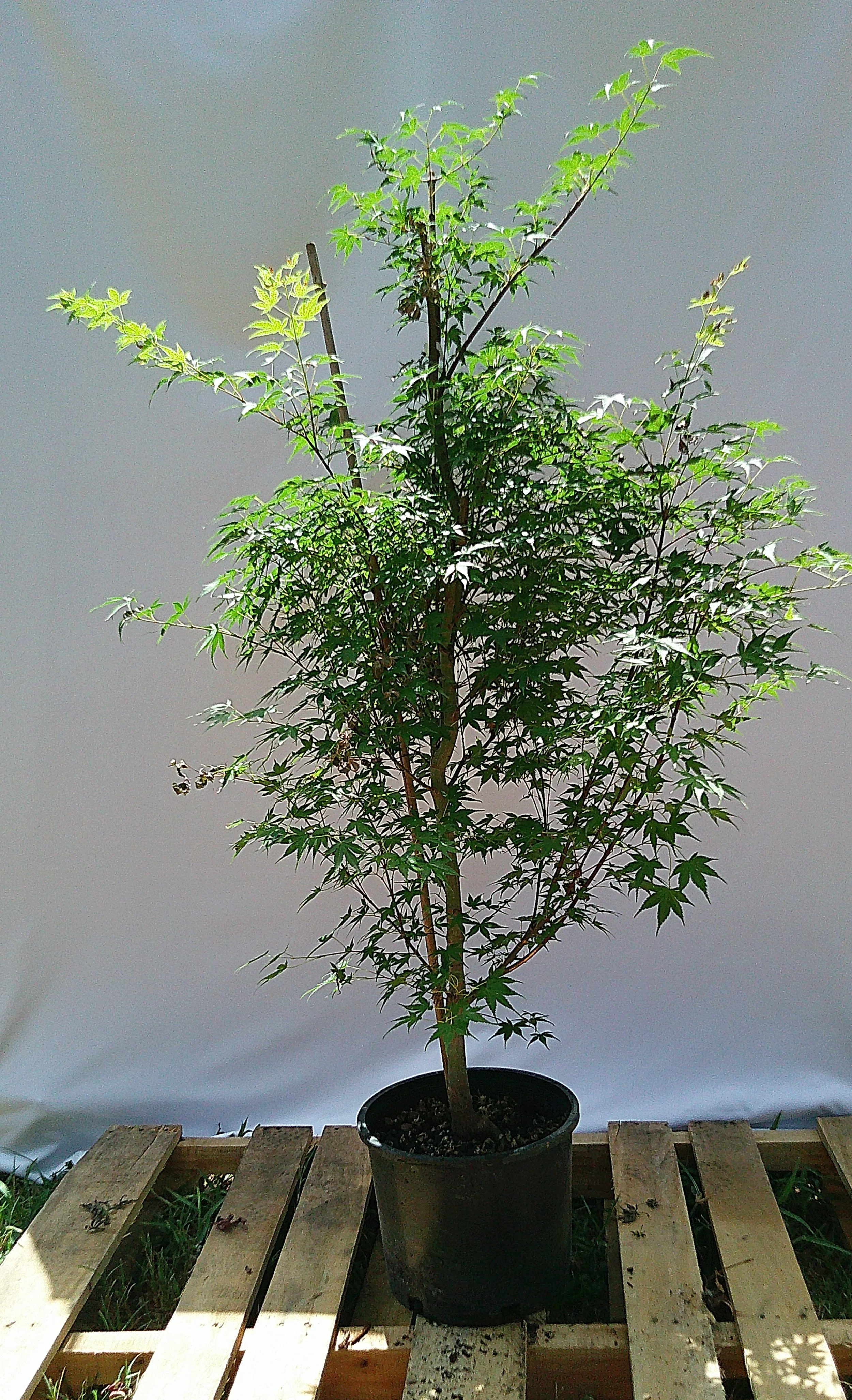 JM018 Katsura Japanese maple showing upright branching structure and green summer foliage on the actual #3 tree for sale.