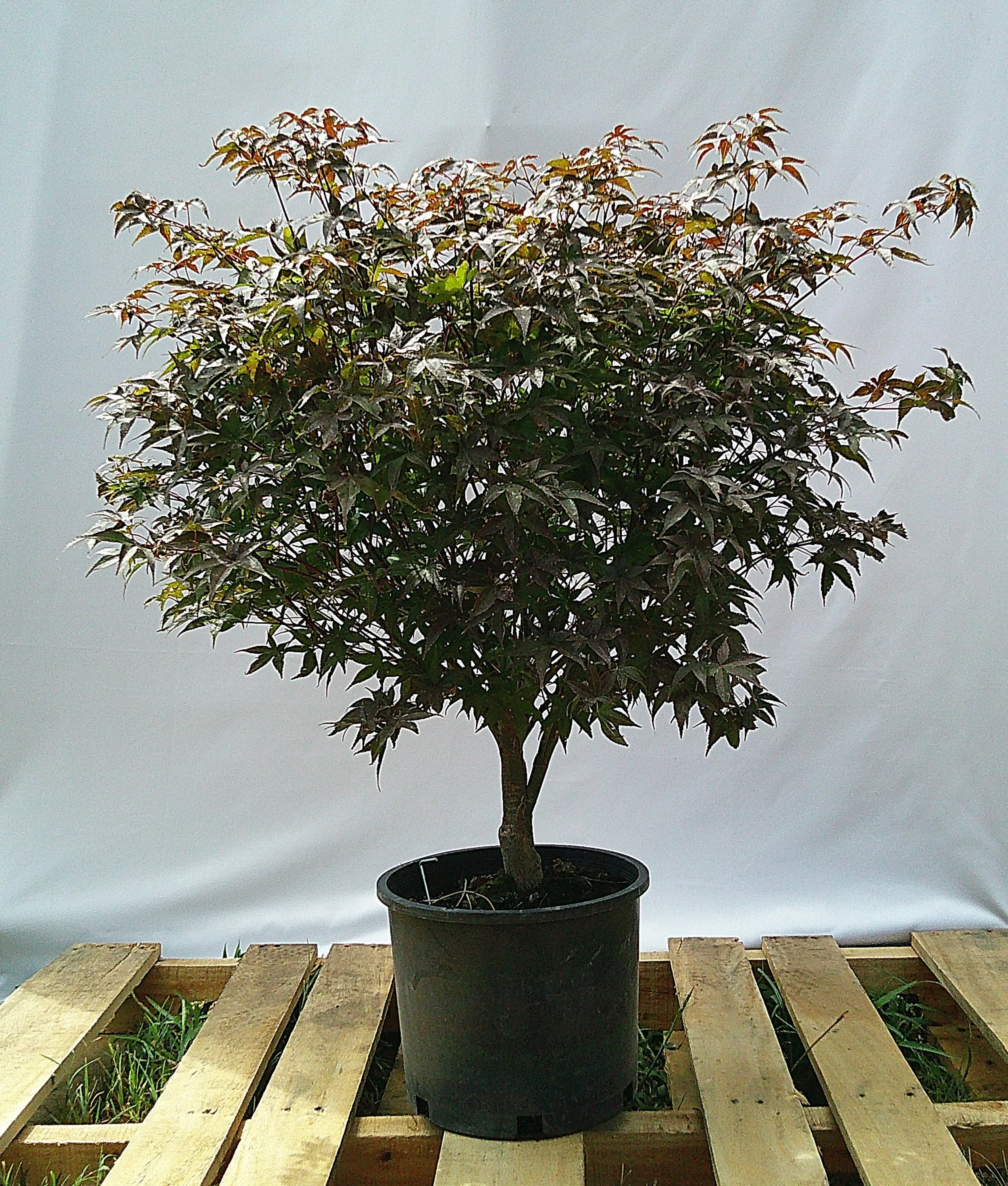Rhode Island Red Japanese maple JM004 in 3-gallon container for sale in Austin Texas