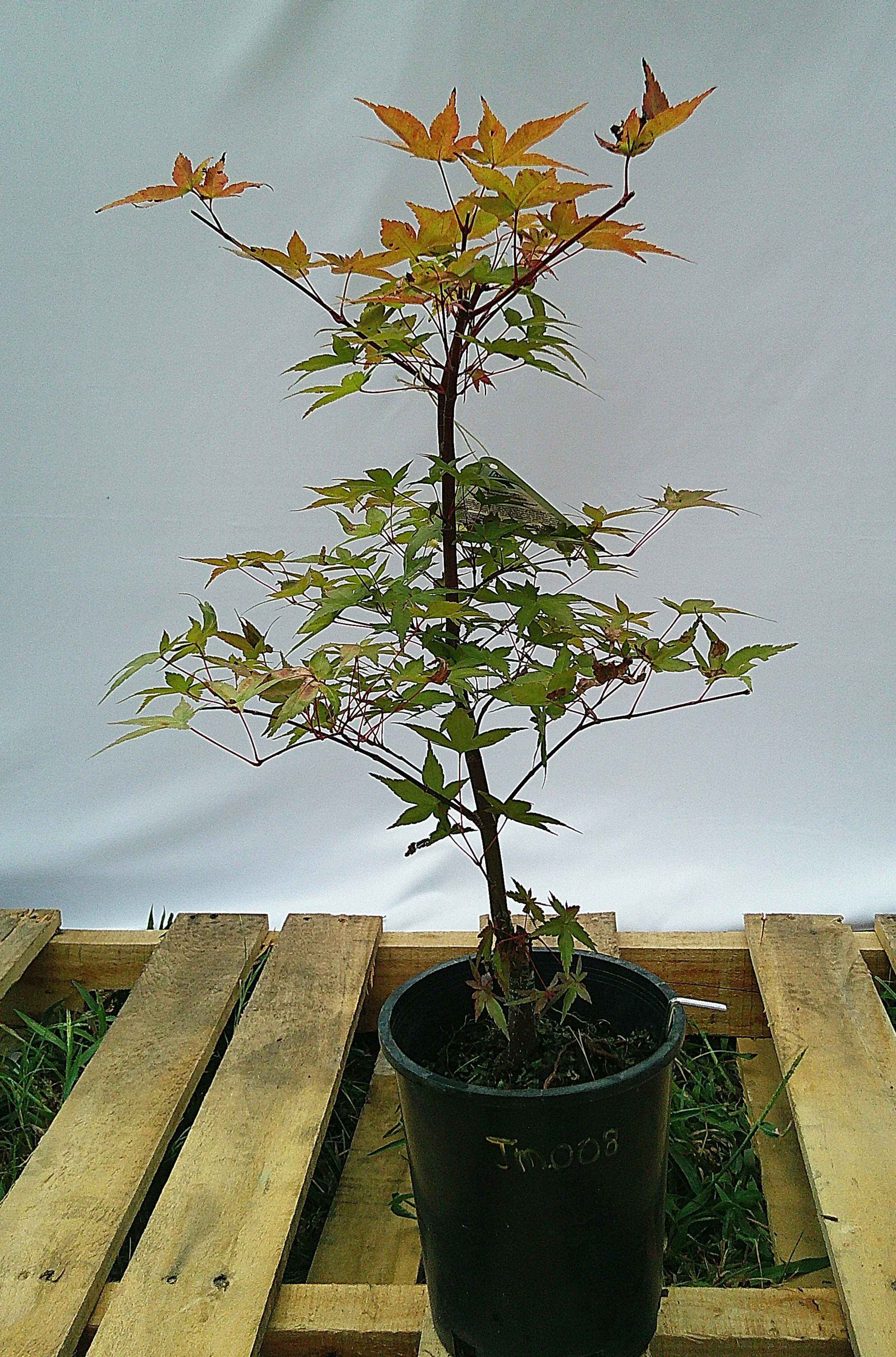 Shin-deshojo Japanese Maple – 1 Gallon – JM008