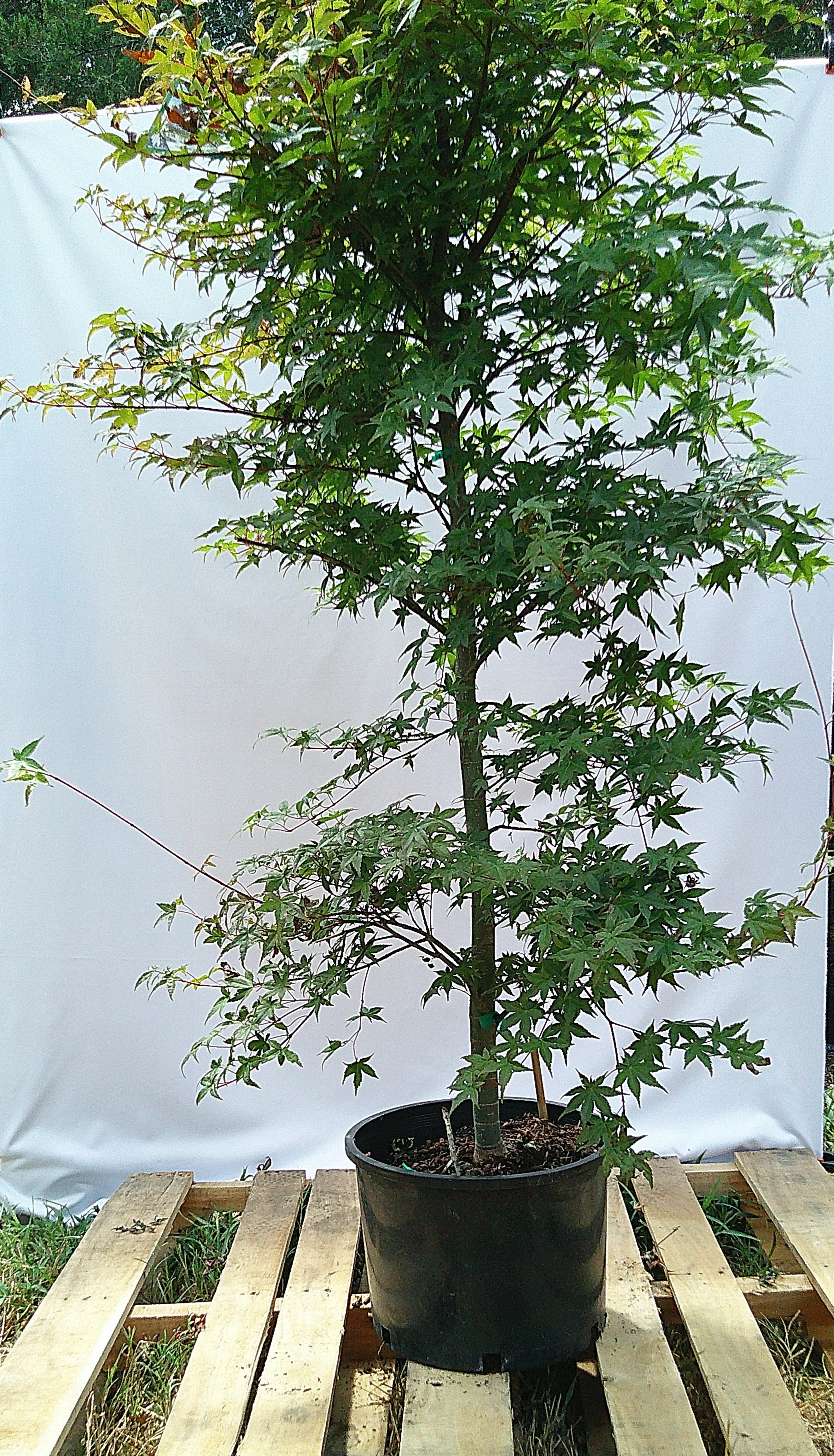 Shin Deshojo Japanese maple JM020 with upright trunk and established summer foliage