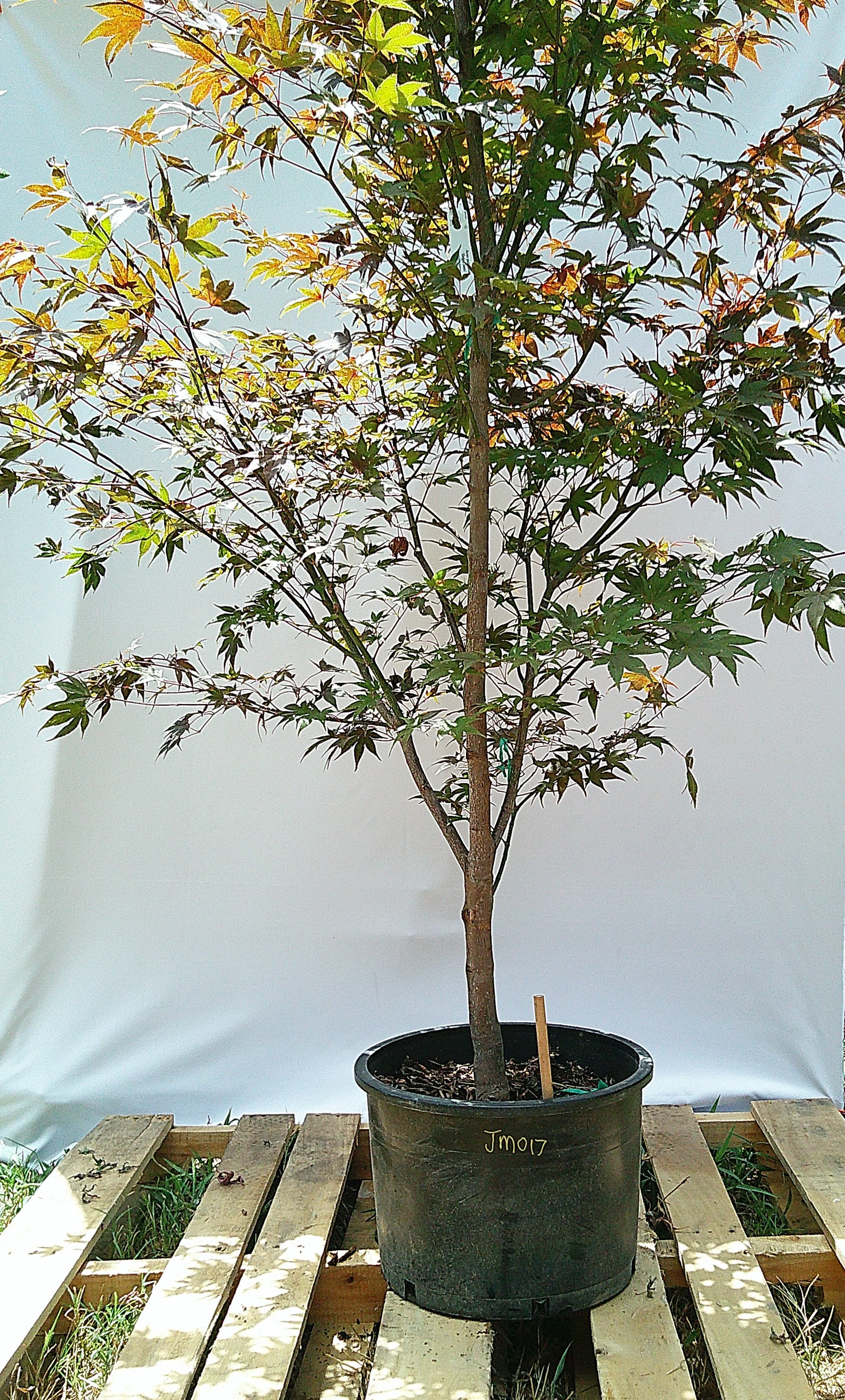 Large Oshio Beni Japanese maple JM017 showing tall upright trunk, spreading branches and red-green summer foliage.