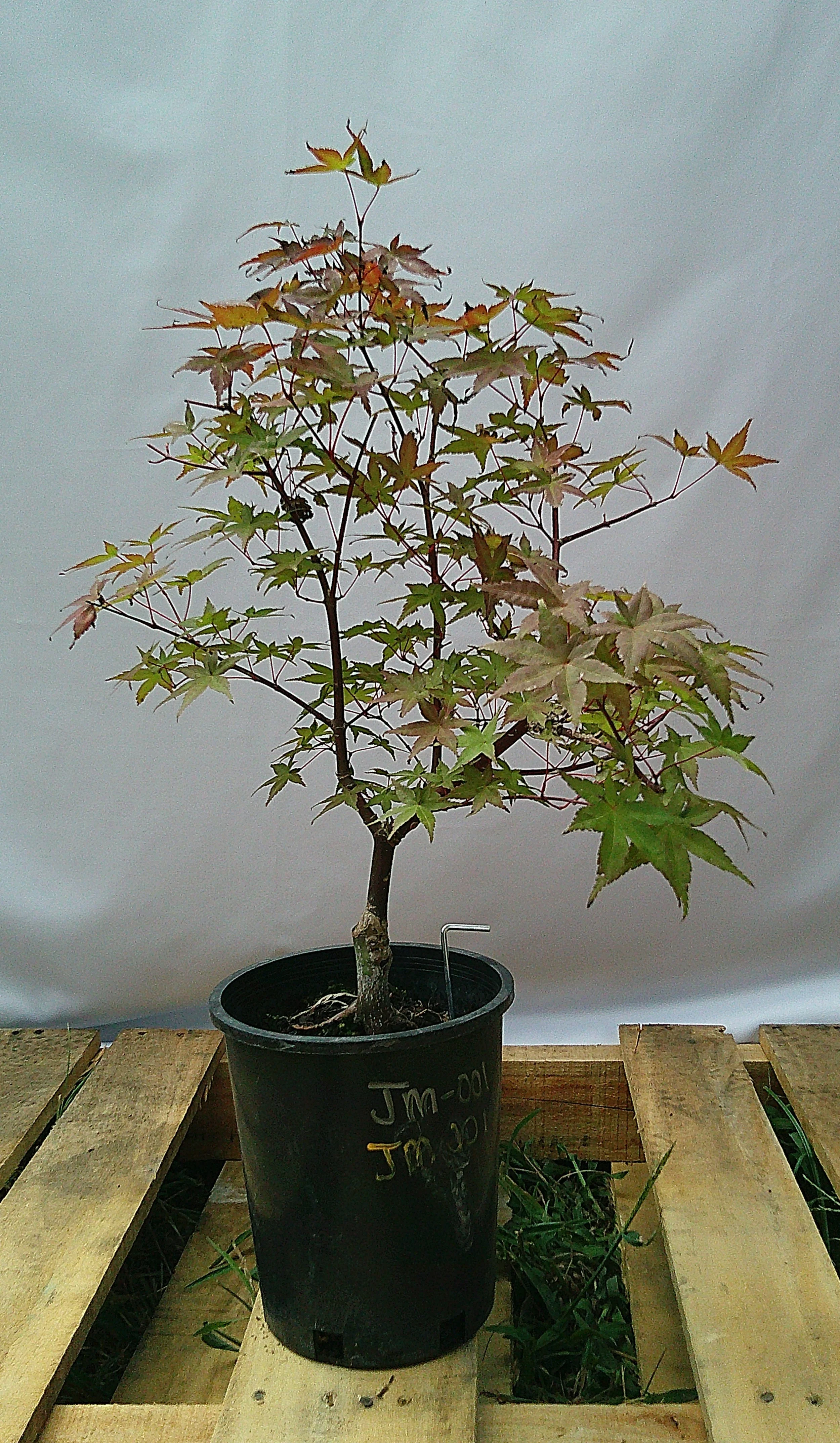 Alternate view of Shin-deshojo Japanese maple JM-001 showing trunk and branching