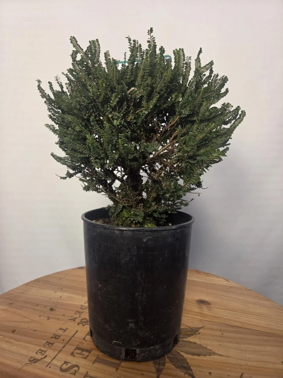 Hokkaido Chinese Elm identification tag beside its miniature green foliage.