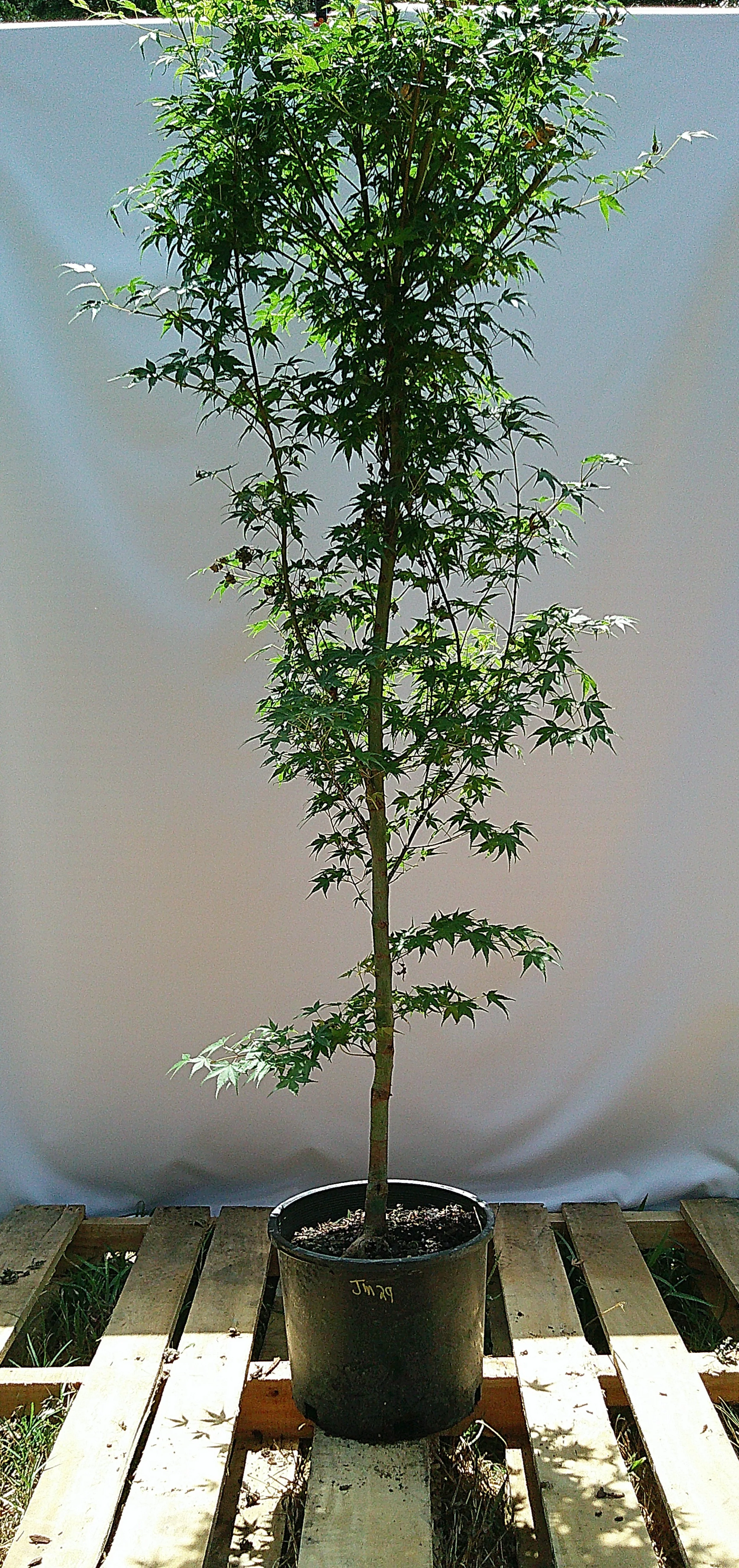 Shin Deshojo Japanese maple JM029 showing tall narrow upright growth habit