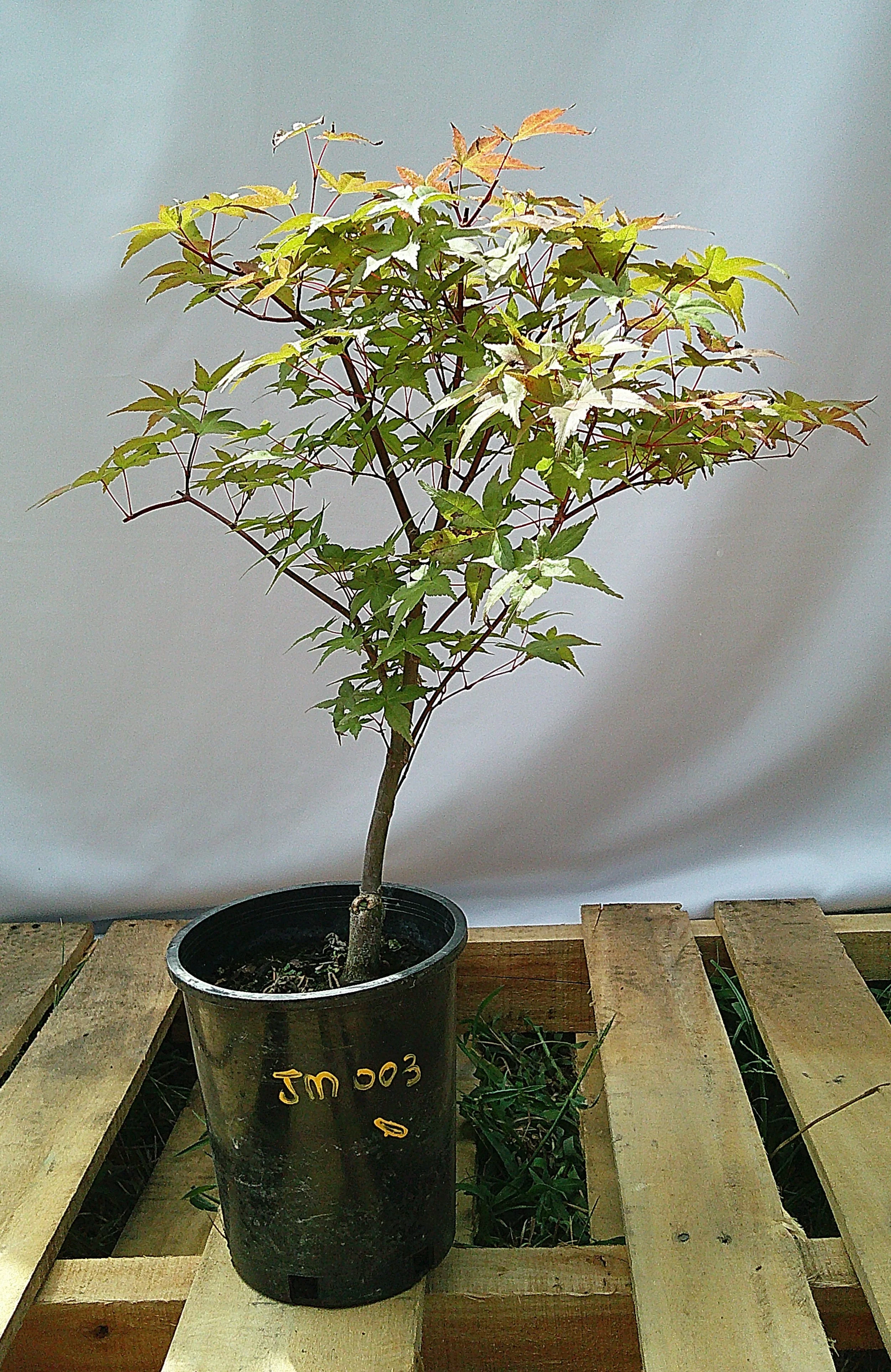 Shin-deshojo Japanese Maple – 1 Gallon – JM003