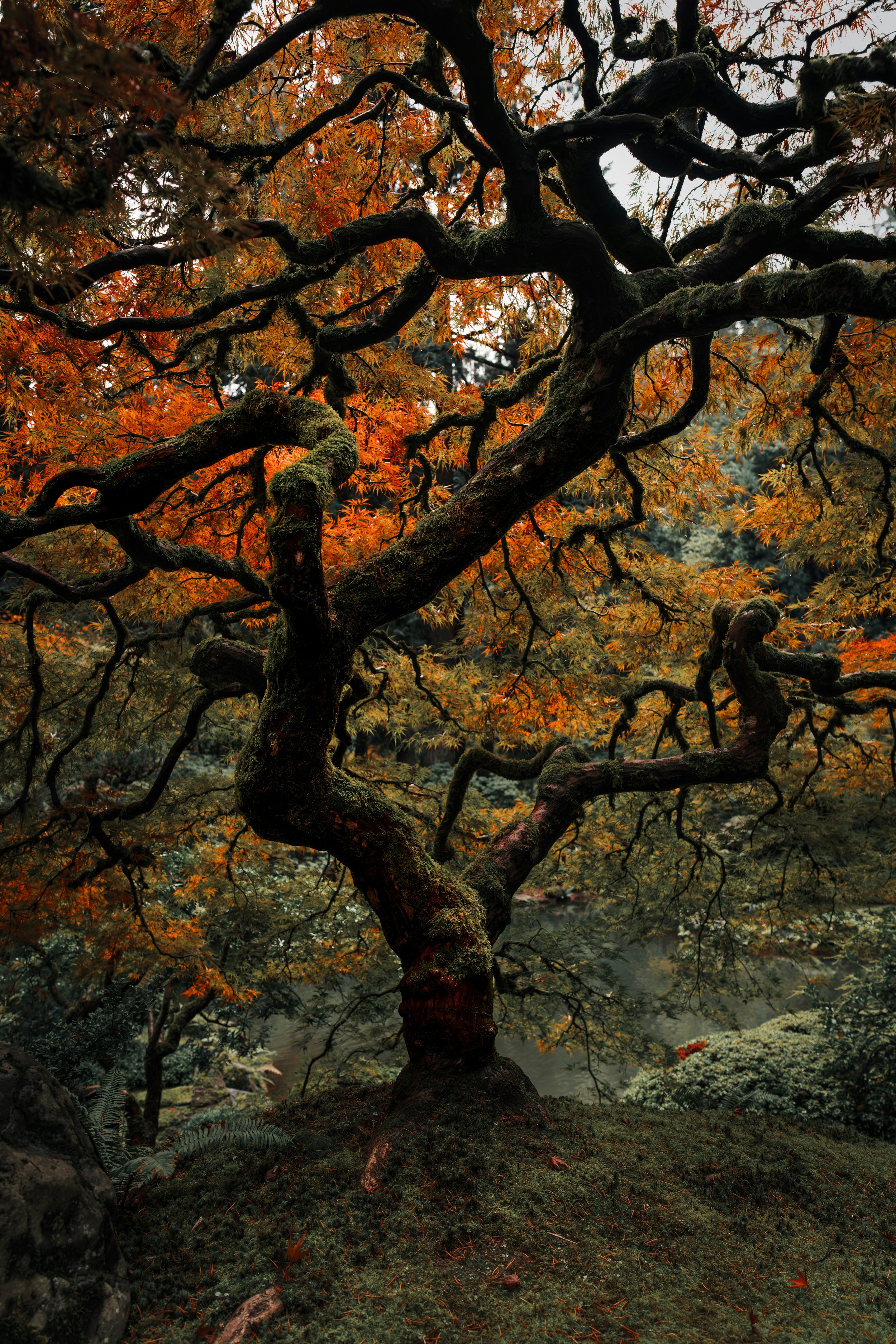 Mature Japanese maple with dramatic branching and autumn foliage in a Japanese-style garden.