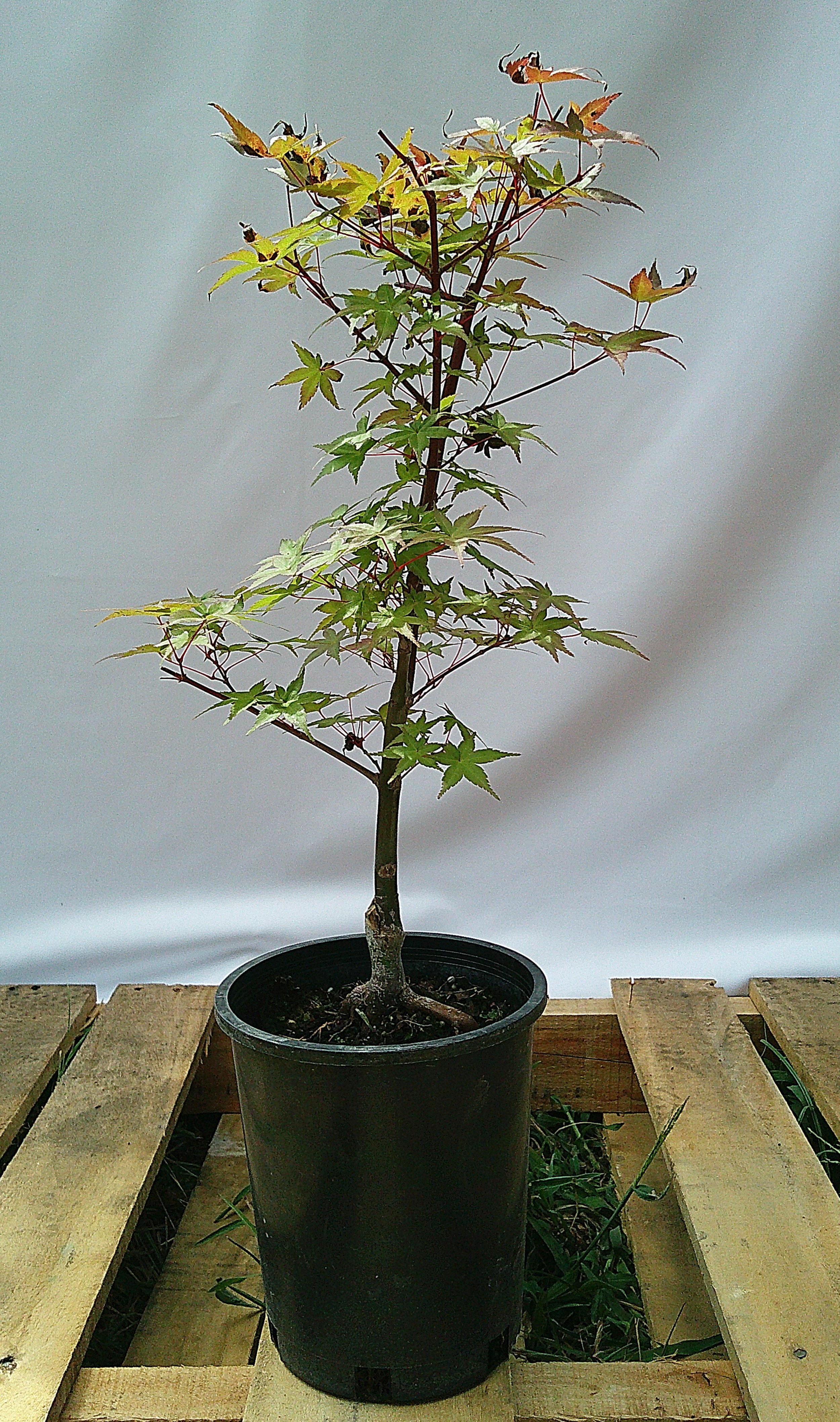 Alternate view of Shin-deshojo Japanese maple JM-002 showing trunk and branching