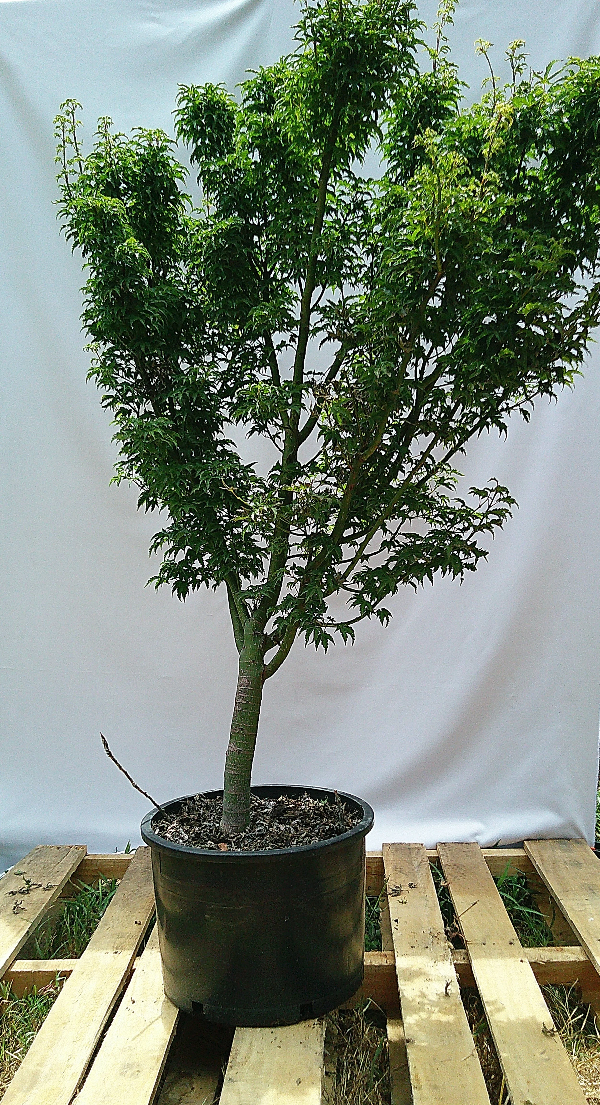 Alternate view of specimen Shishigashira Lion’s Head Japanese Maple JM016 showing its dense mature canopy and upright form.