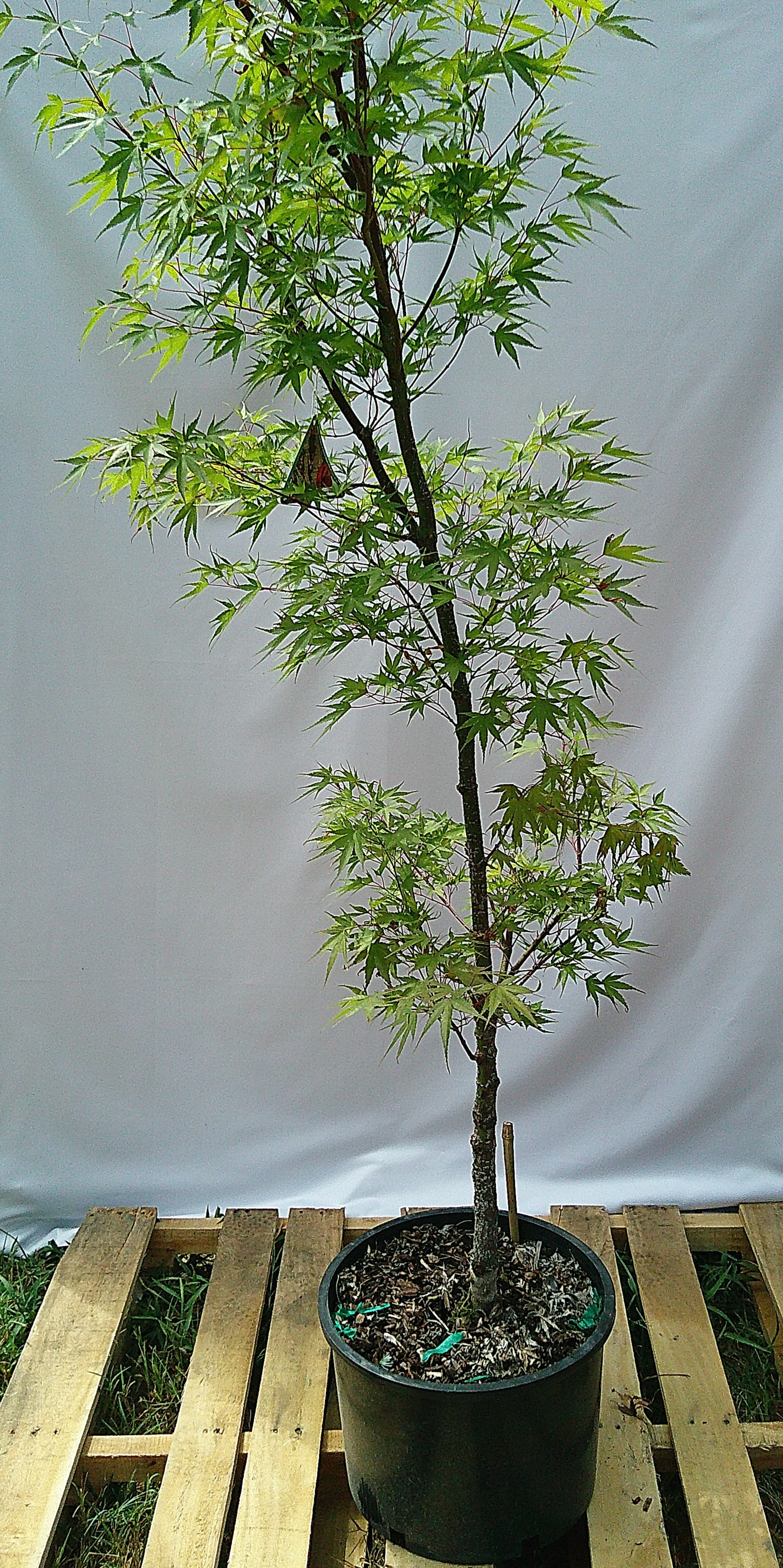 Arakawa Japanese maple JM006 actual tree in 6 gallon container