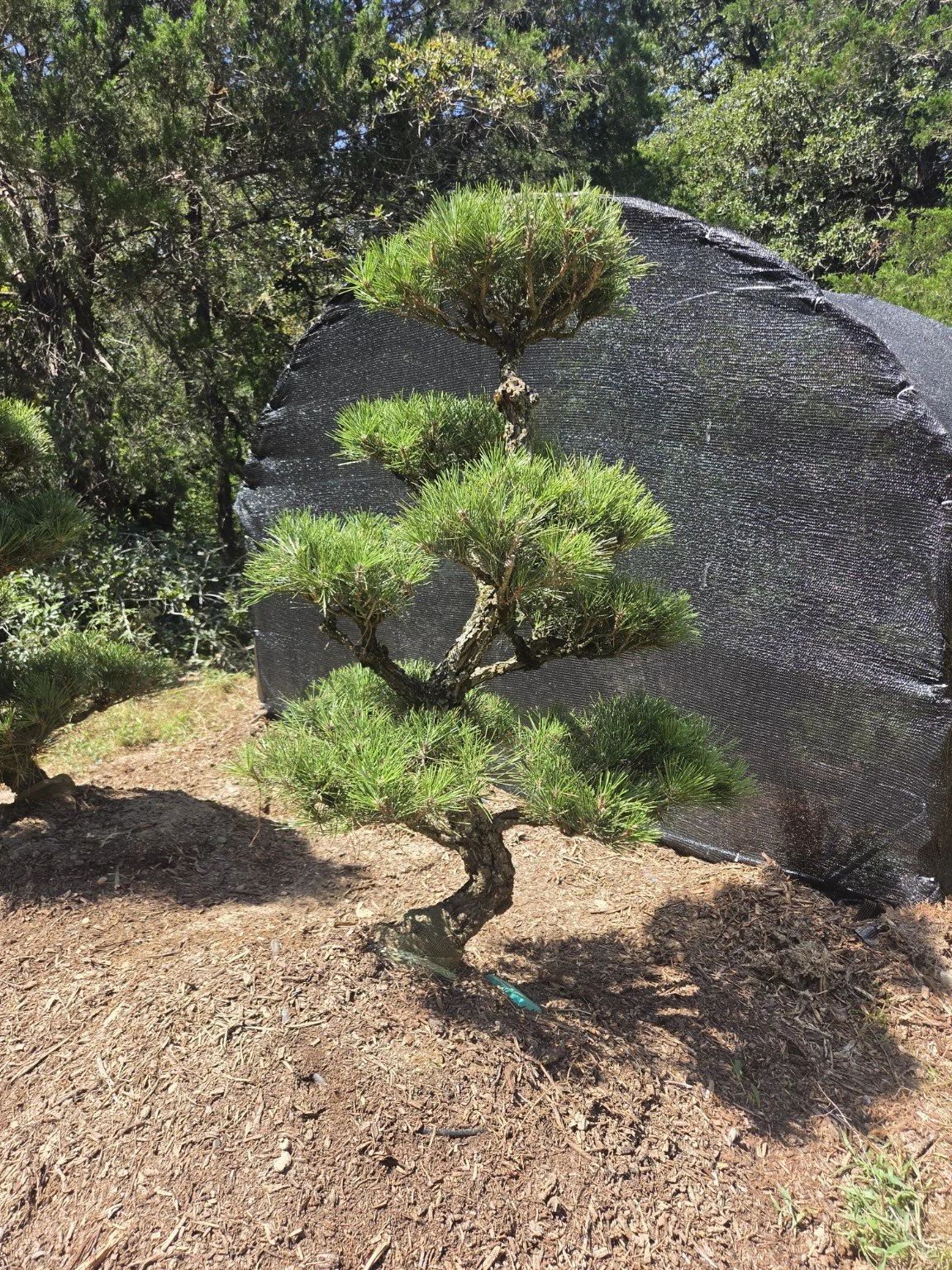 Japanese Black Pine with structured branching developed through specialized pruning and refinement.