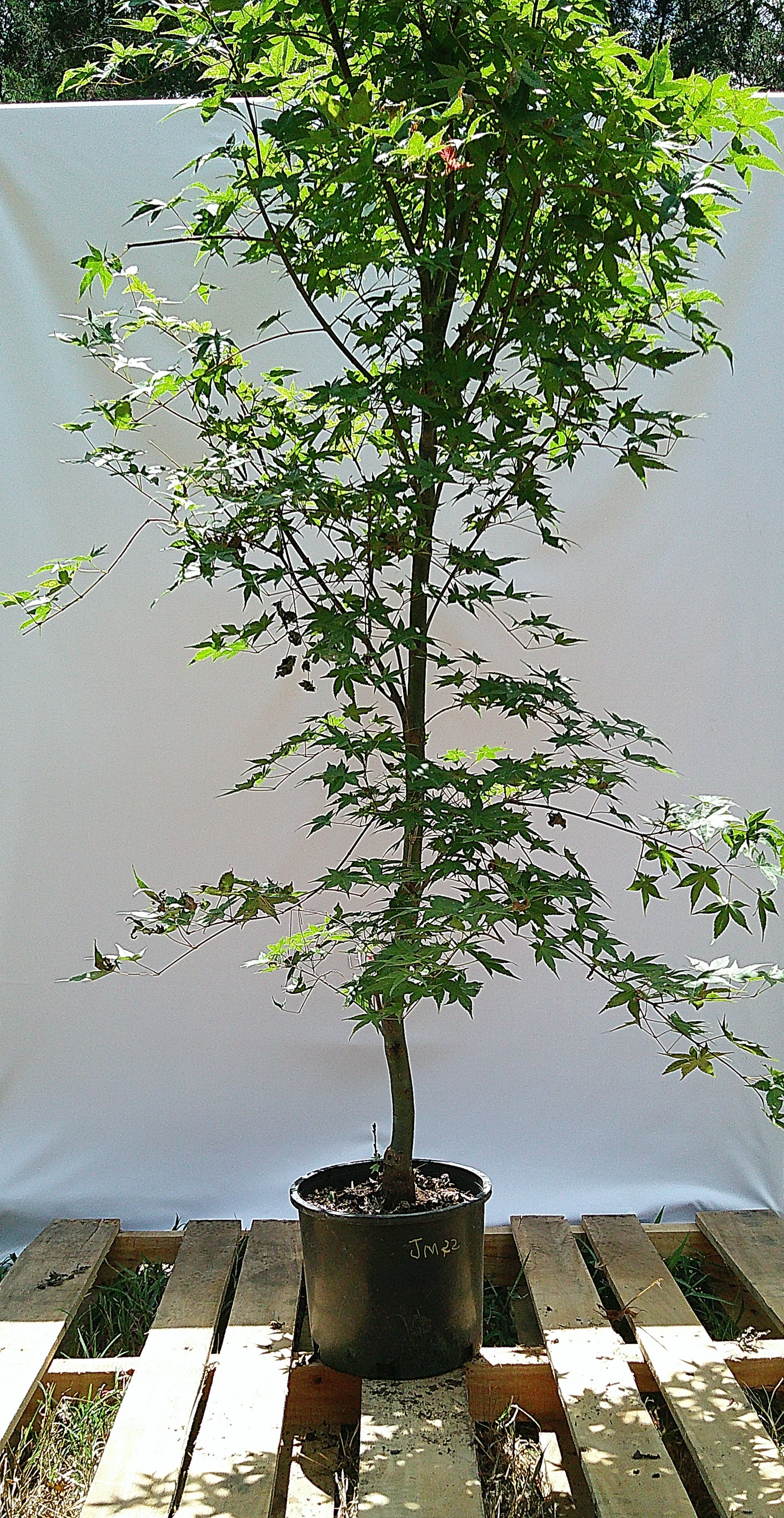 Large 3 gallon Shin Deshojo Japanese maple JM022 showing tall upright form and established branching
