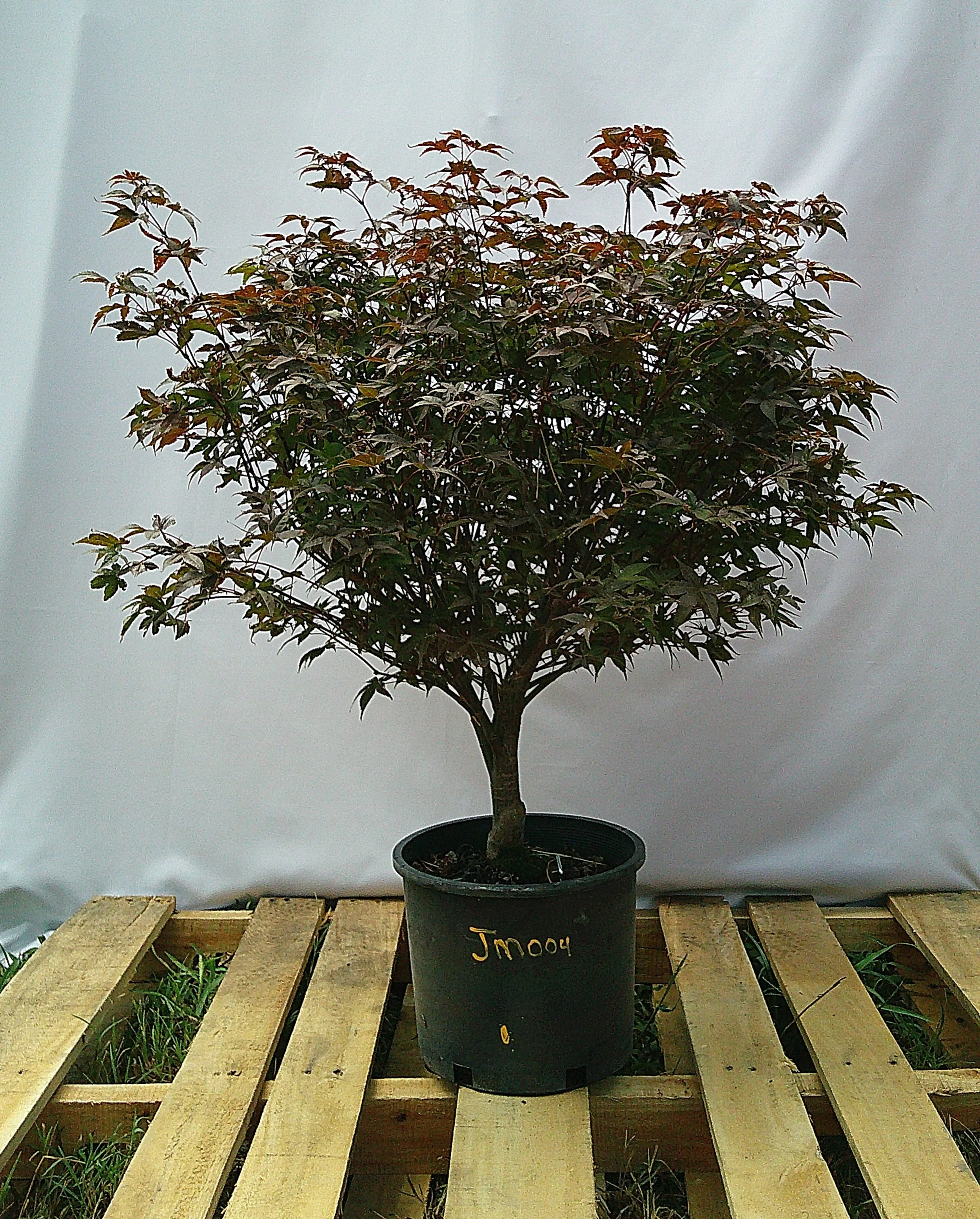 Alternate view of Rhode Island Red Japanese maple JM004 showing dense rounded branching