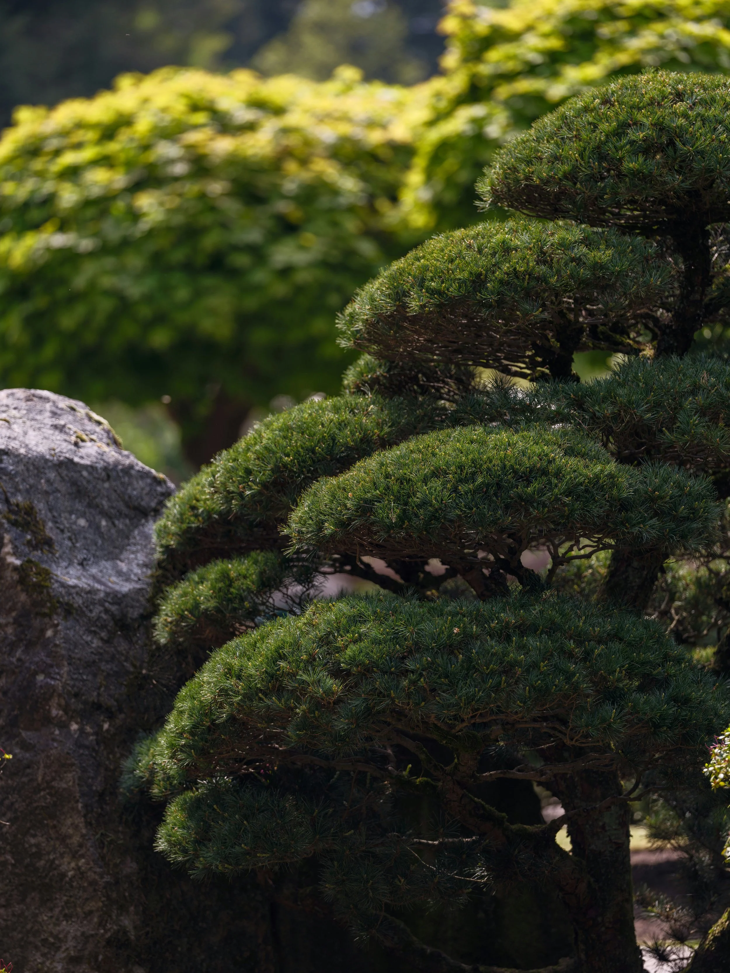 Japanese Black Pine trained in the Japanese garden style, representing specialized pine pruning and tree care in Austin, Texas.