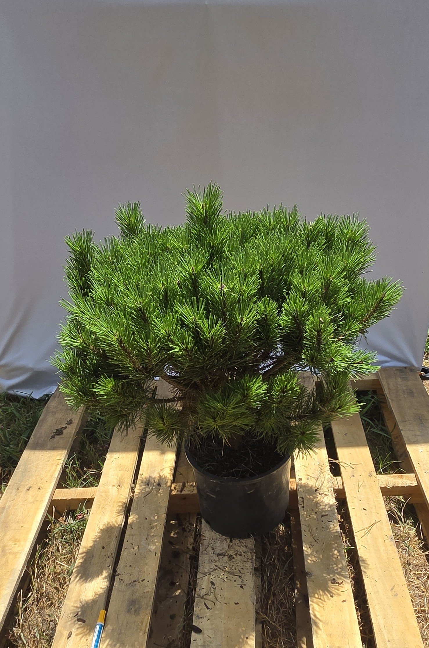 Dense rounded foliage of Pinus densiflora Globosa Japanese Red Pine