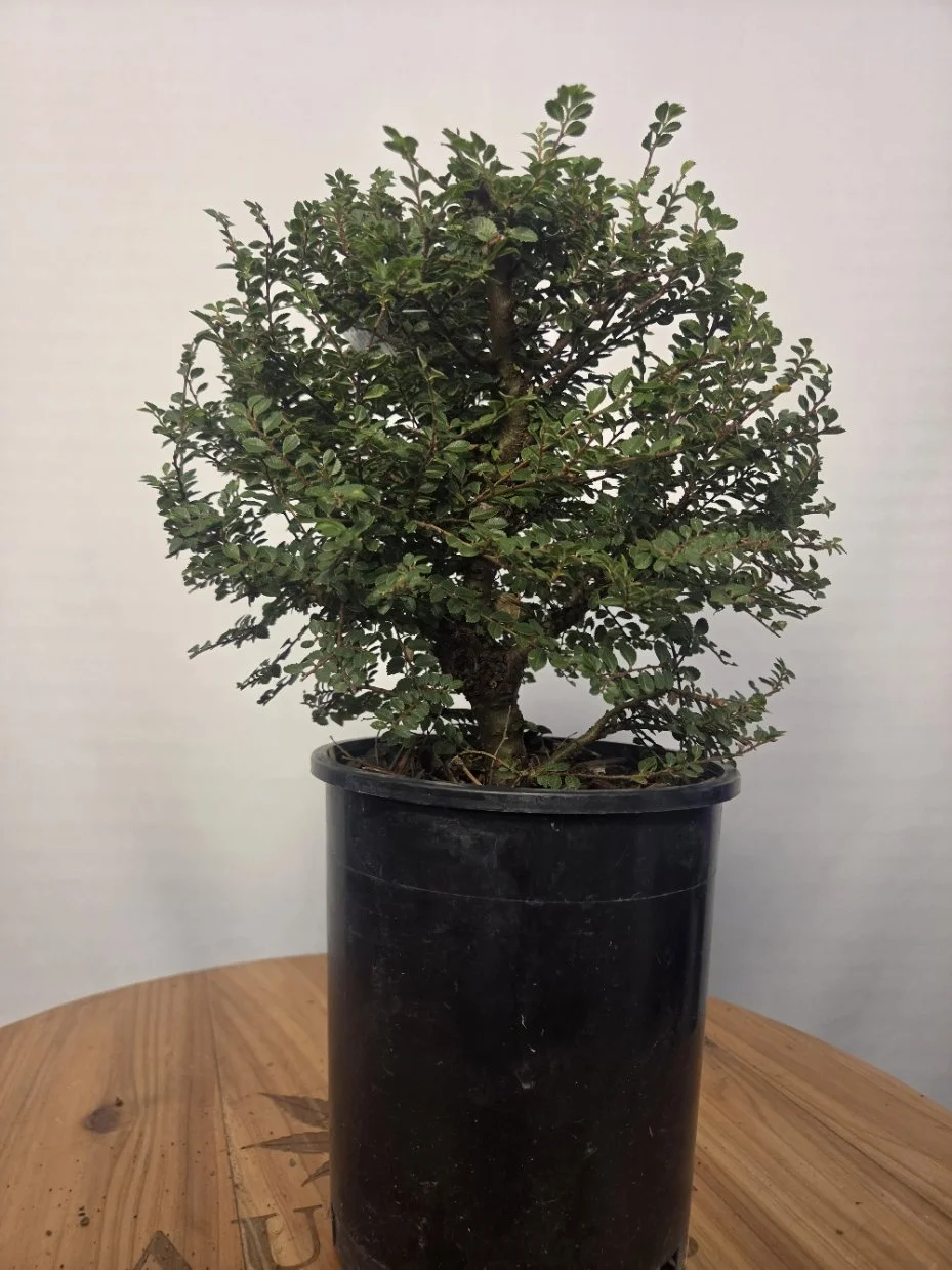 Front view of Seiju elm showing its exposed lower trunk and spreading branches.