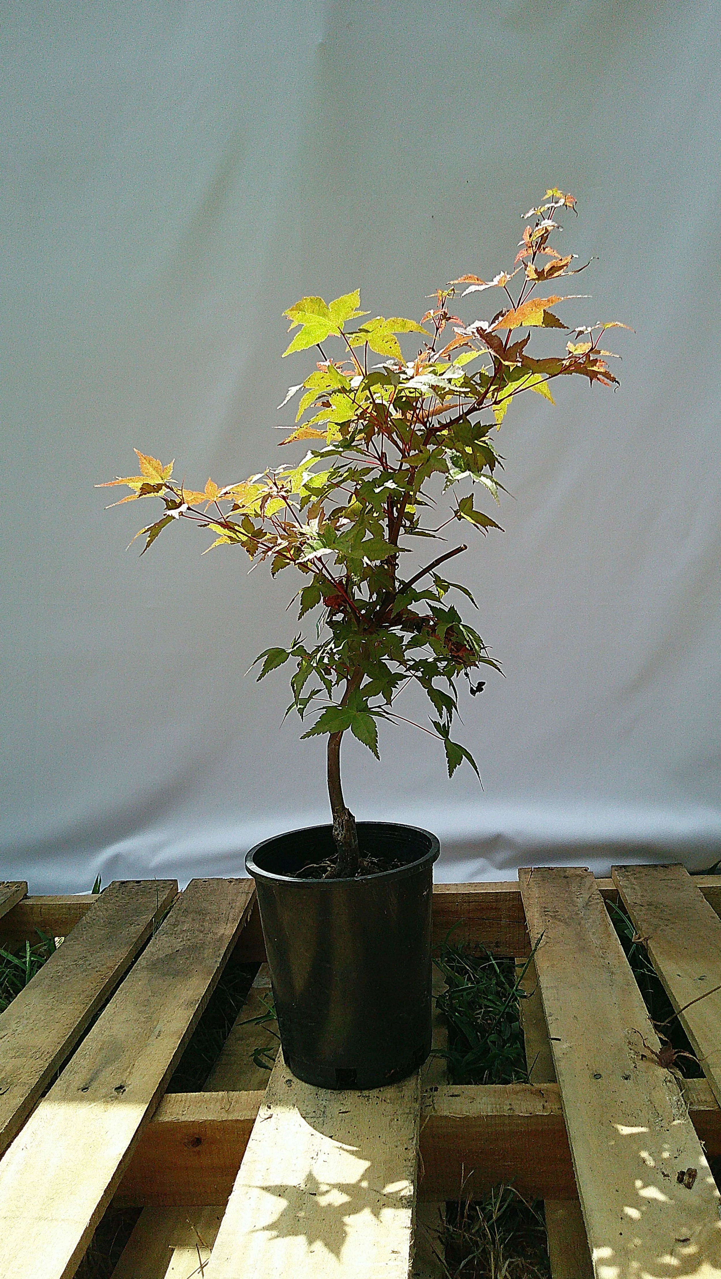 Shin-deshojo Japanese maple JM012 alternate view showing canopy and trunk structure