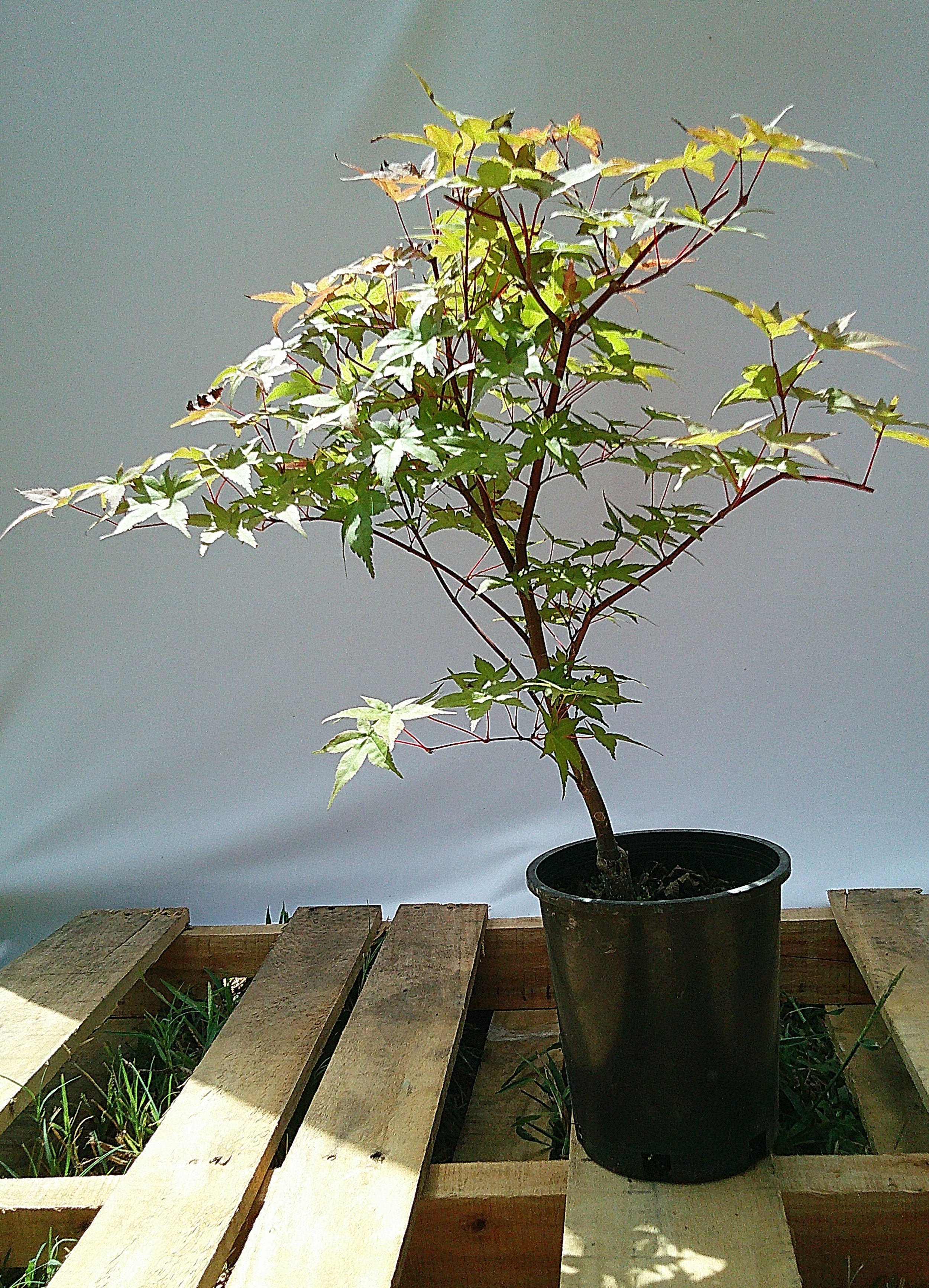 Shin-deshojo Japanese maple JM003 in 1-gallon container for sale in Austin Texas