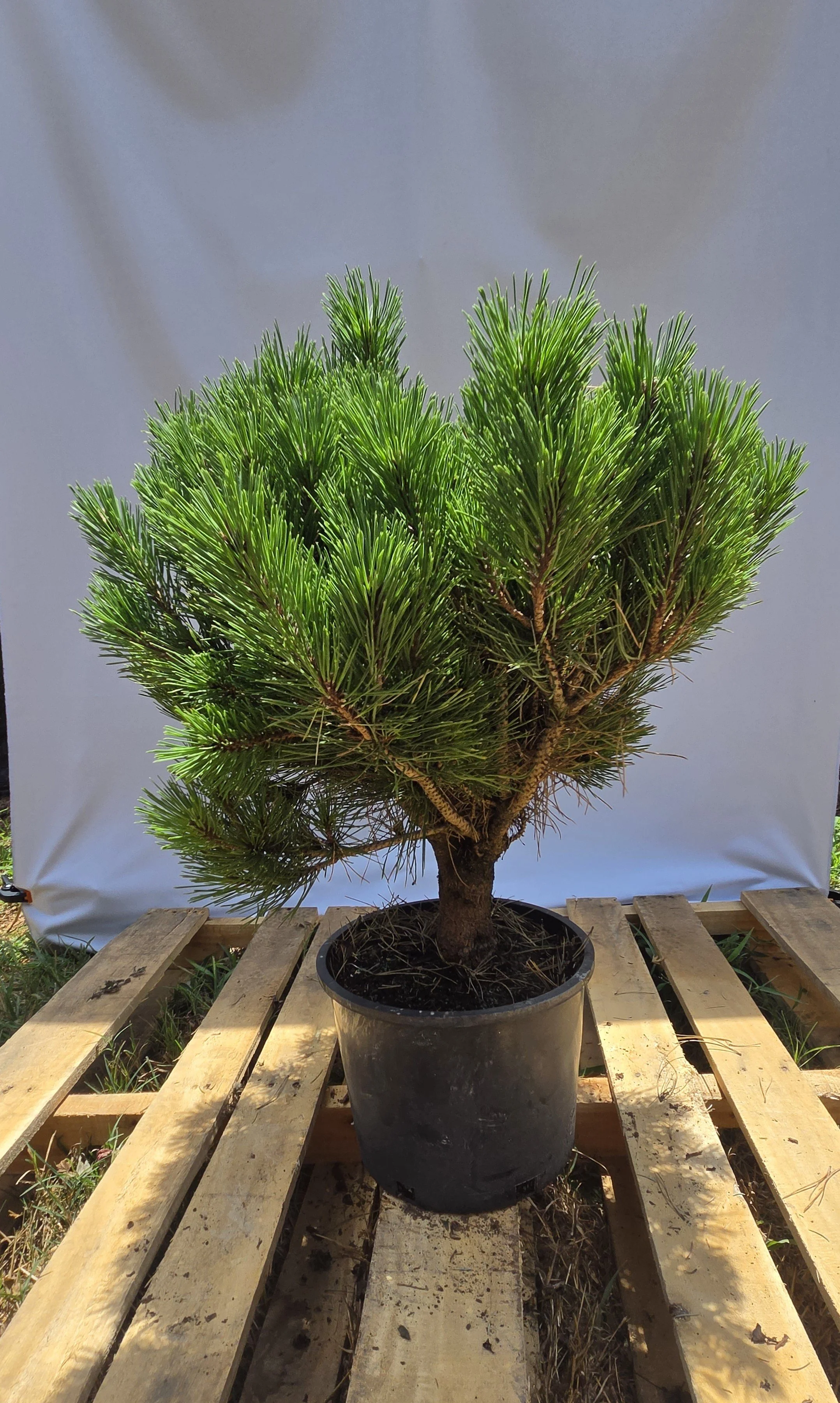 Pinus densiflora Globosa dwarf Japanese Red Pine specimen in 3 gallon container