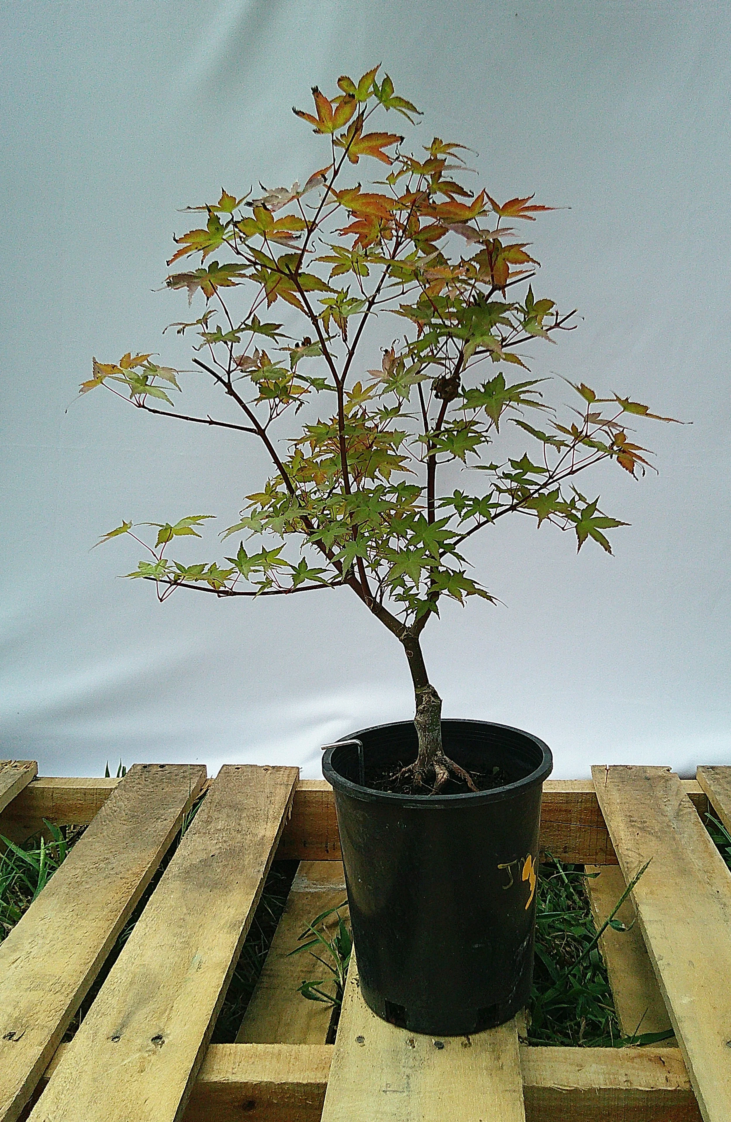 Shin-deshojo Japanese Maple – 1 Gallon – JM001
