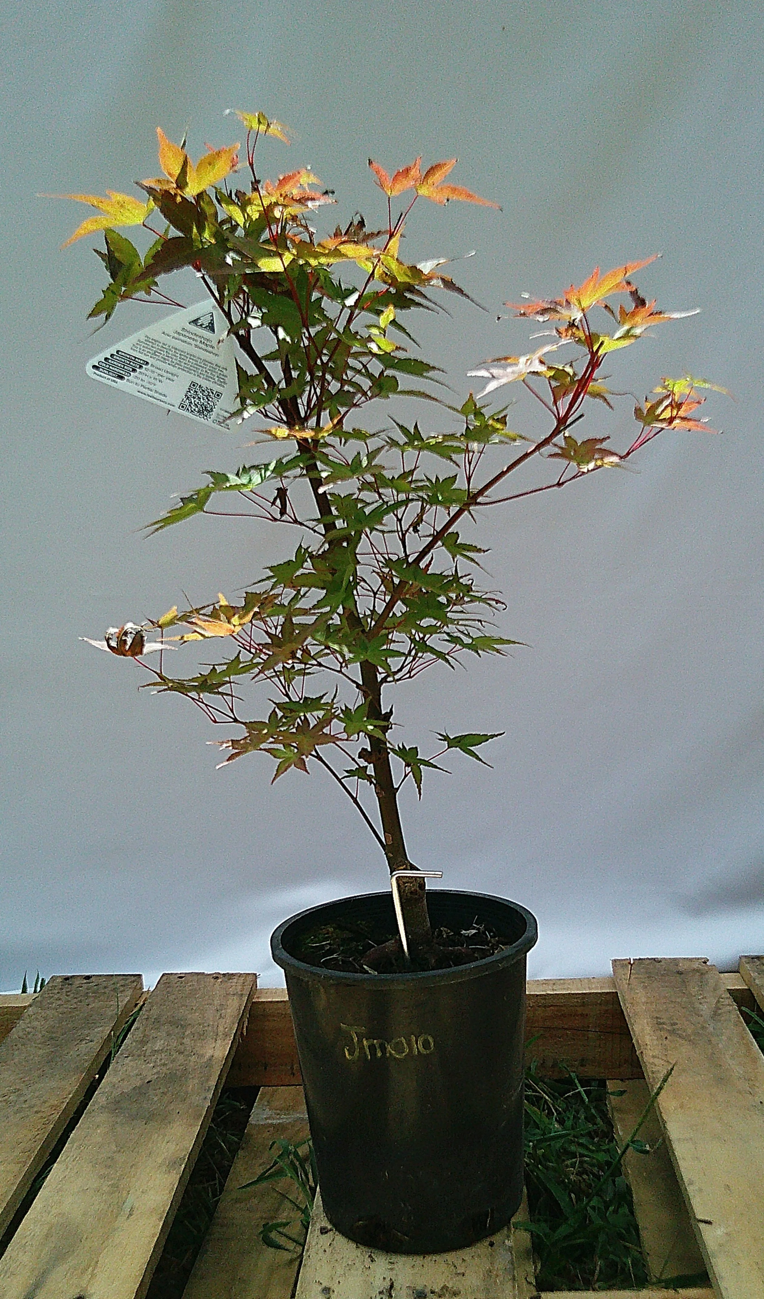 Shin-deshojo Japanese maple JM010 side view showing trunk and branching