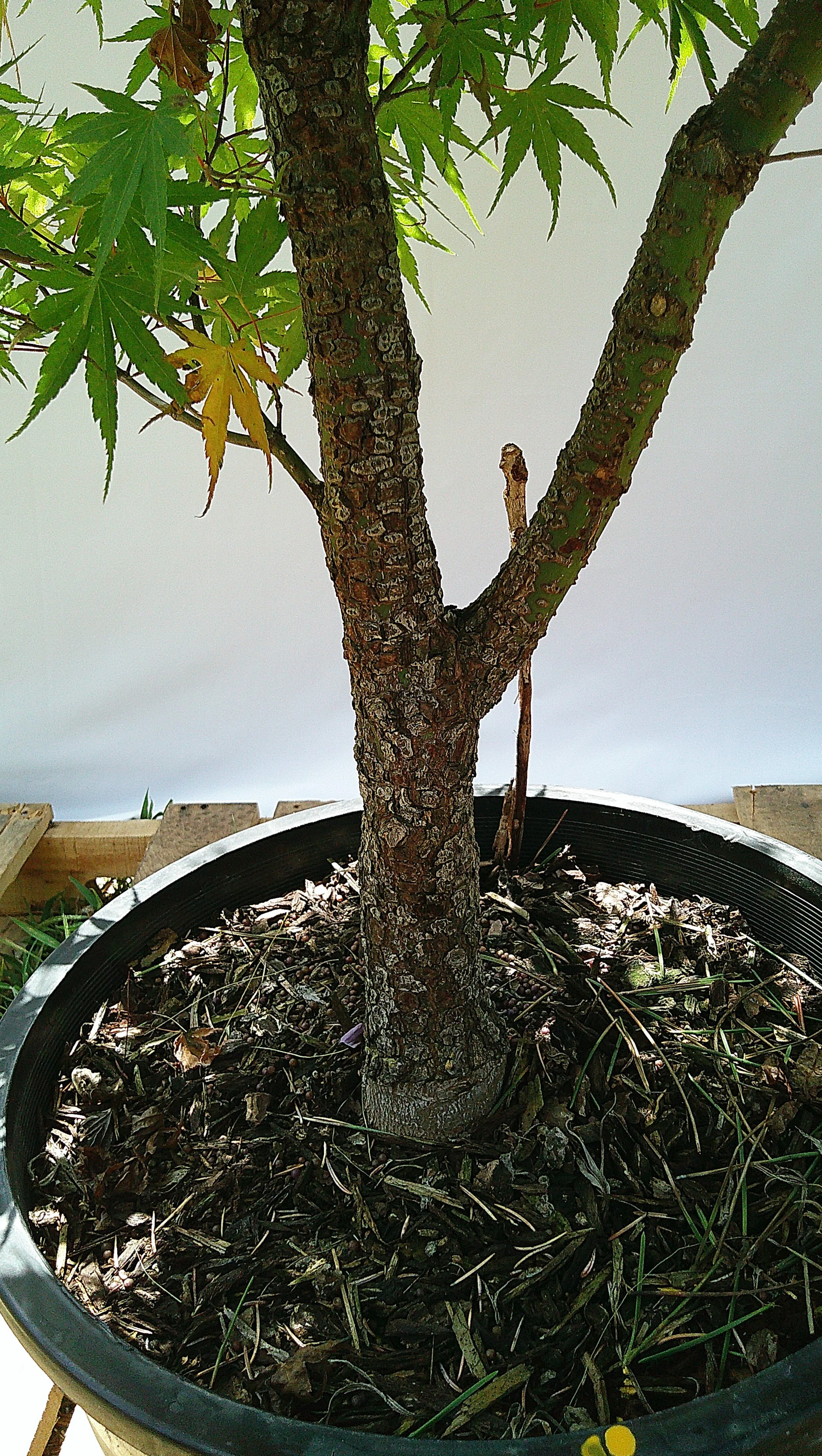 Close-up of mature corky rough bark on the trunk of Arakawa Japanese Maple JM014.