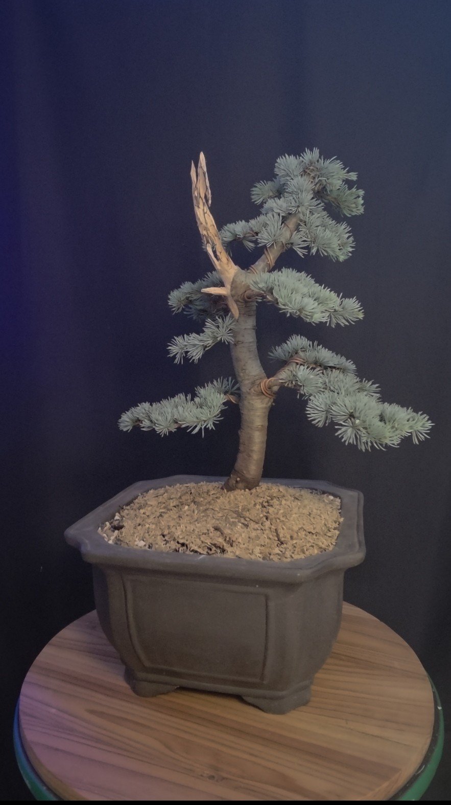 Angled view of Blue Atlas Cedar bonsai with carved deadwood, thick trunk and individually styled foliage pads