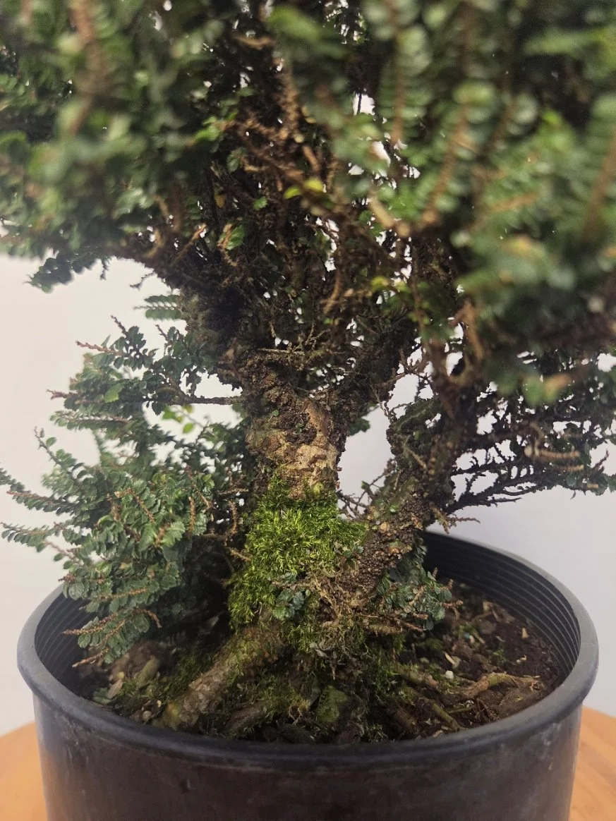 Close-up of the Hokkaido elm’s corky bark, broad trunk base, and moss at the soil line.