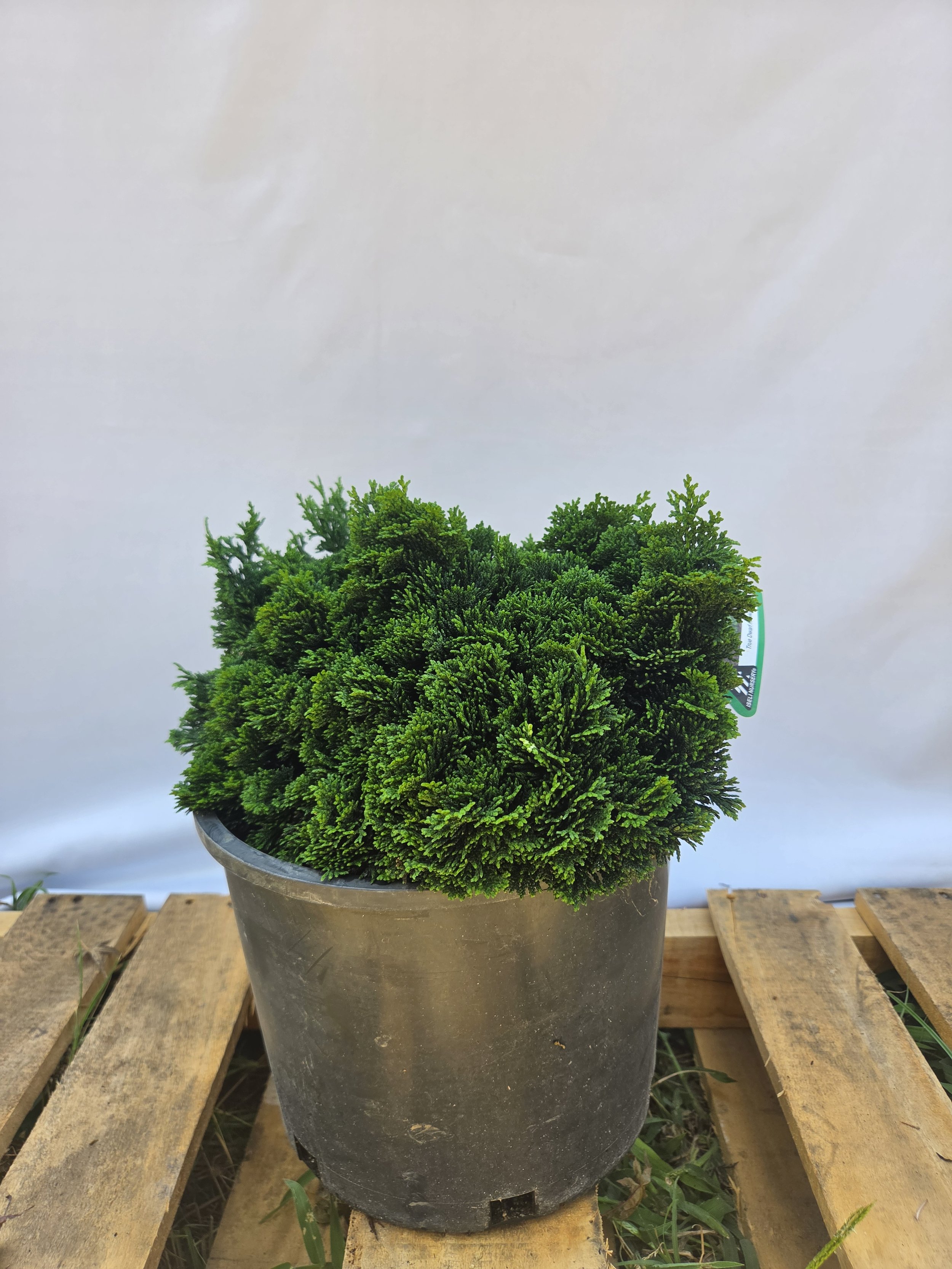 3 gallon Nana dwarf Hinoki Cypress with dense dark green evergreen foliage