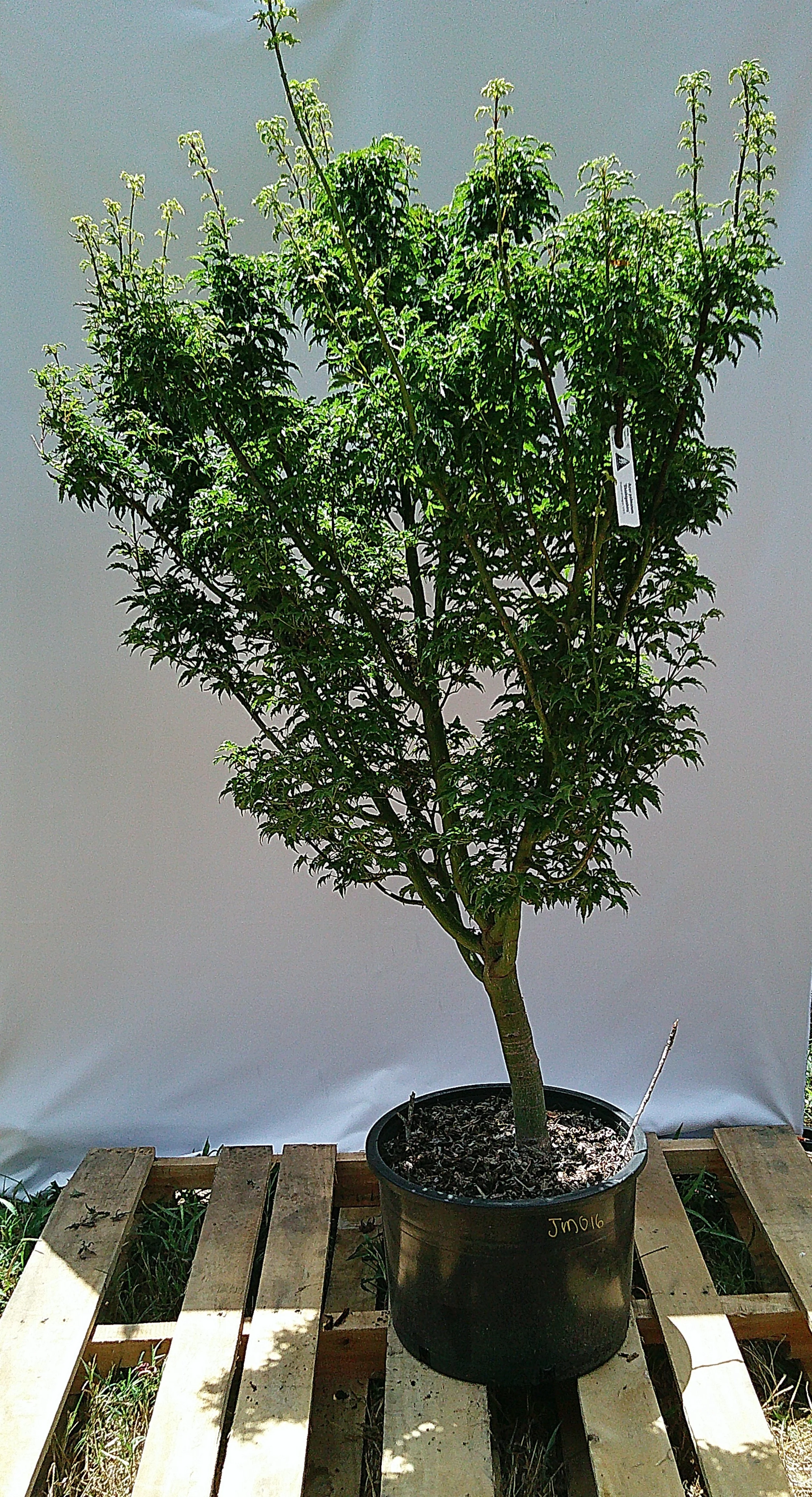 Large Lion’s Head Japanese Maple ‘Shishigashira’ – JM016