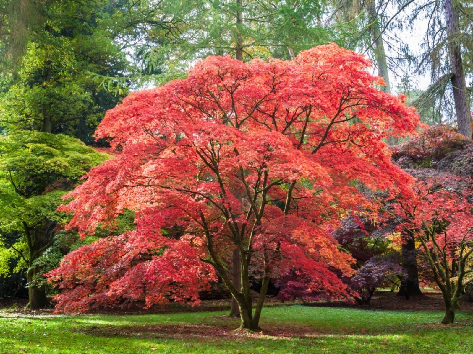 Mature Japanese maple specimen tree displaying broad branching and established landscape form.