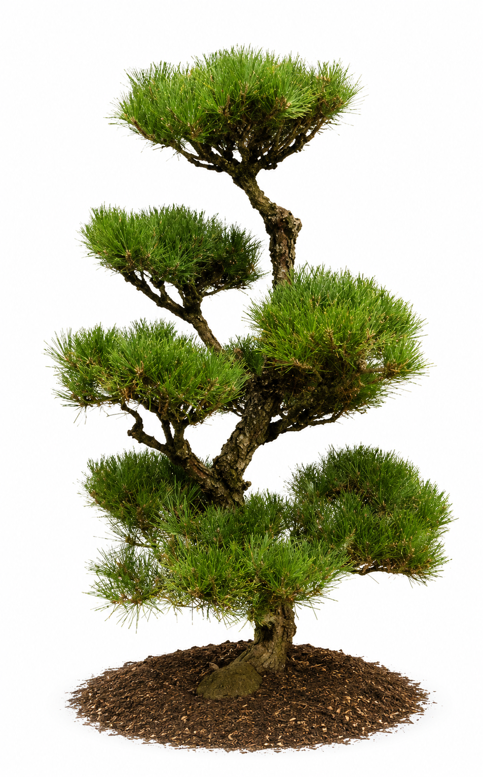 Pinus thunbergii Hakuho 4-5 ft Japanese Black Pine specimen tree on white background