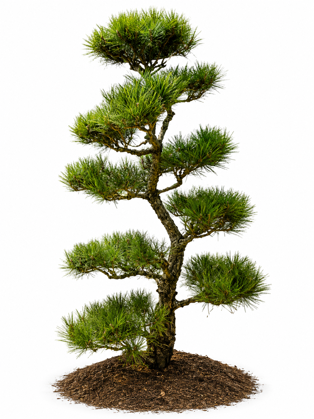 Hakuho Japanese Black Pine 5-6 ft specimen tree with sculpted foliage pads on white background
