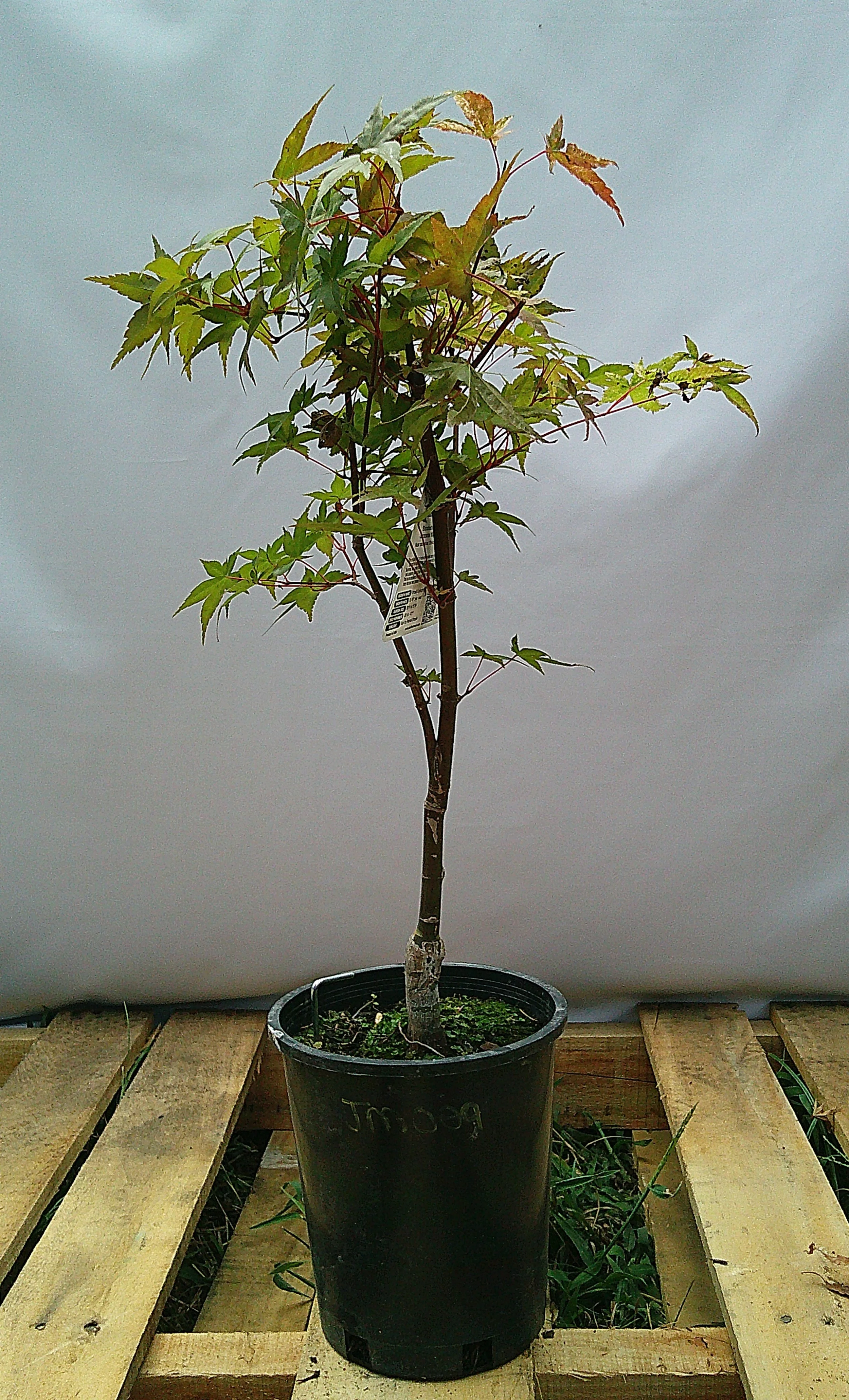 Shin-deshojo Japanese Maple – 1 Gallon – JM009