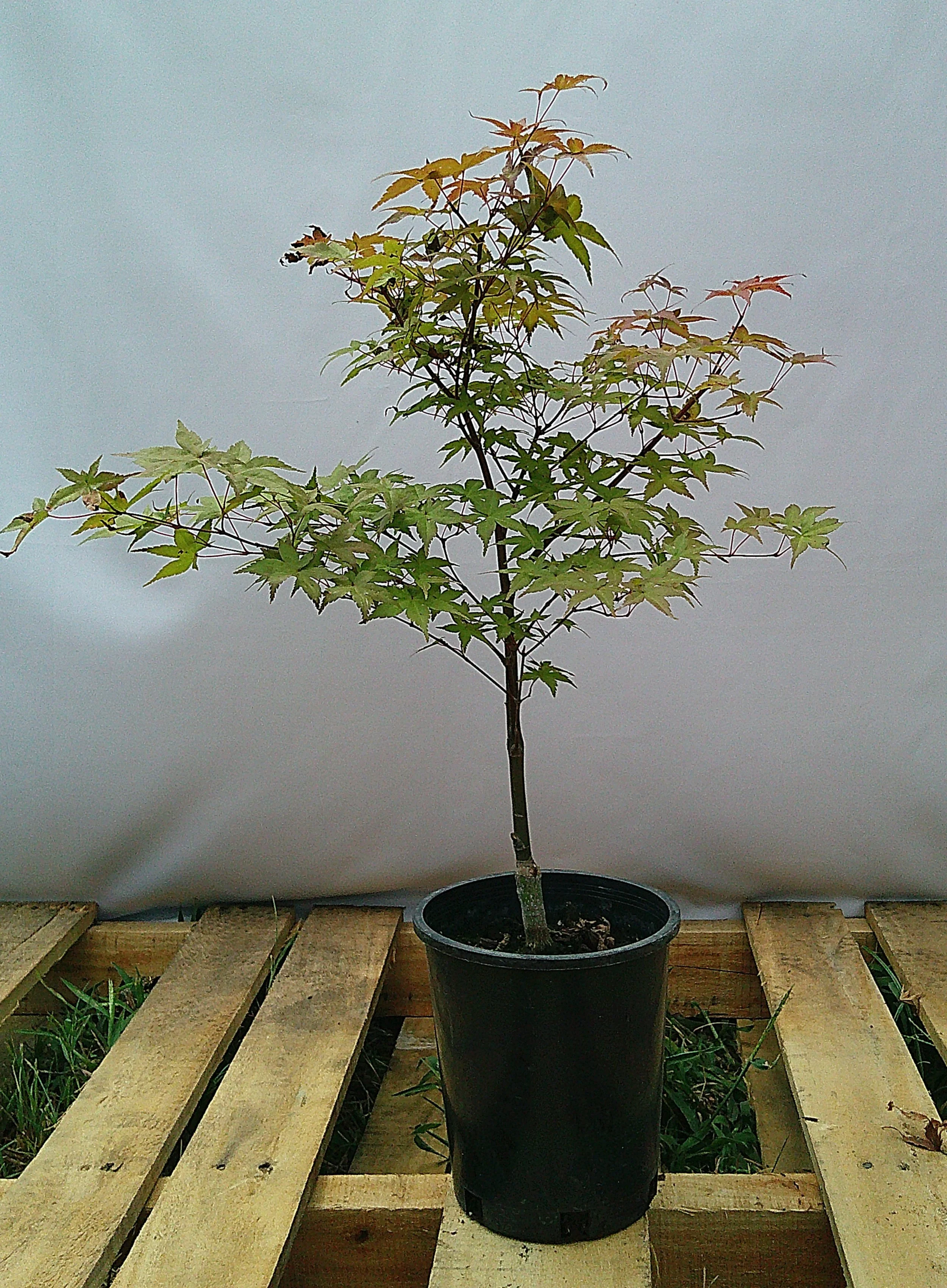 Shin-deshojo Japanese maple JM007 actual tree side view