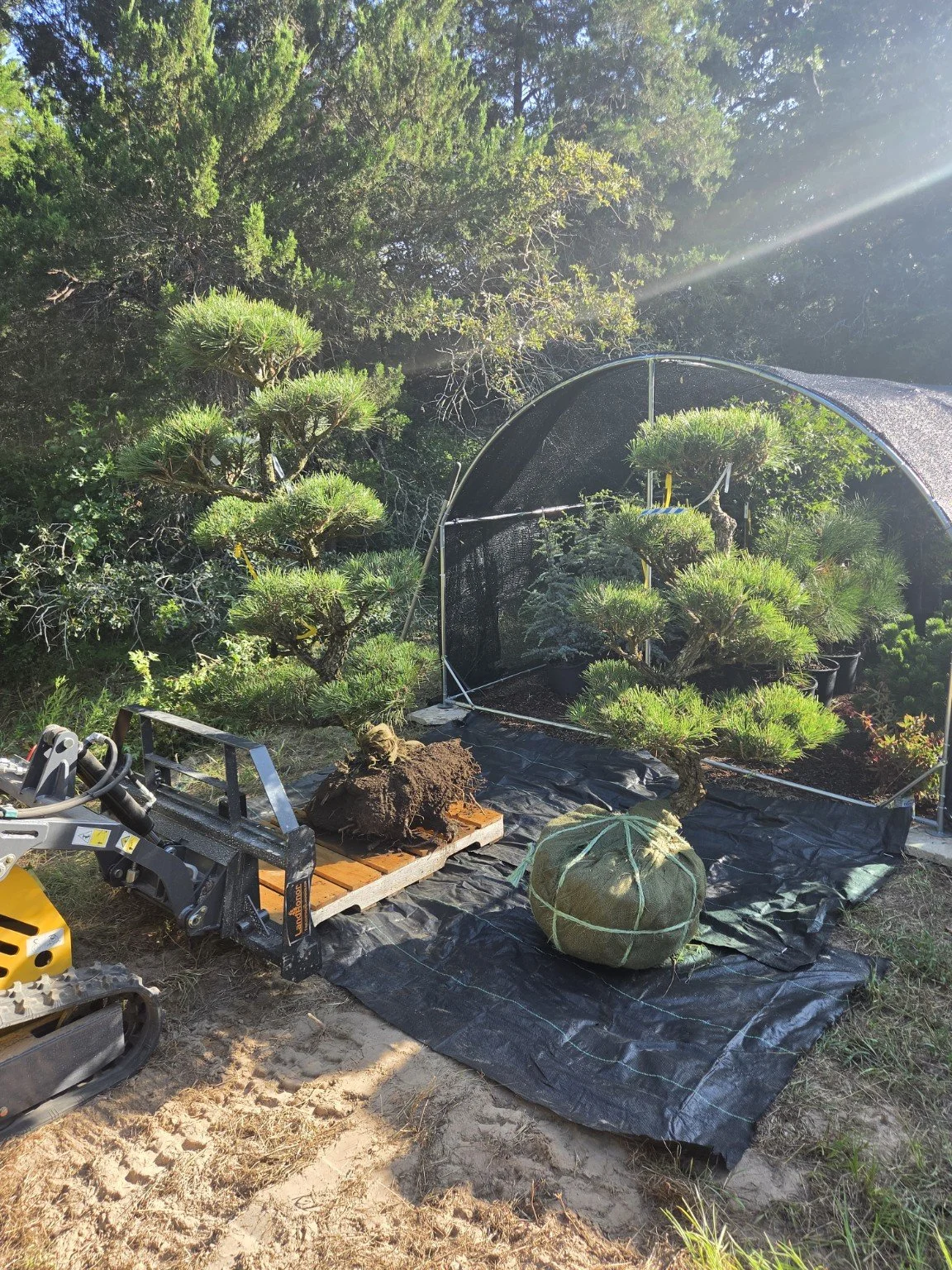 Large Japanese Black Pine garden trees prepared for moving and installation in the Austin area.